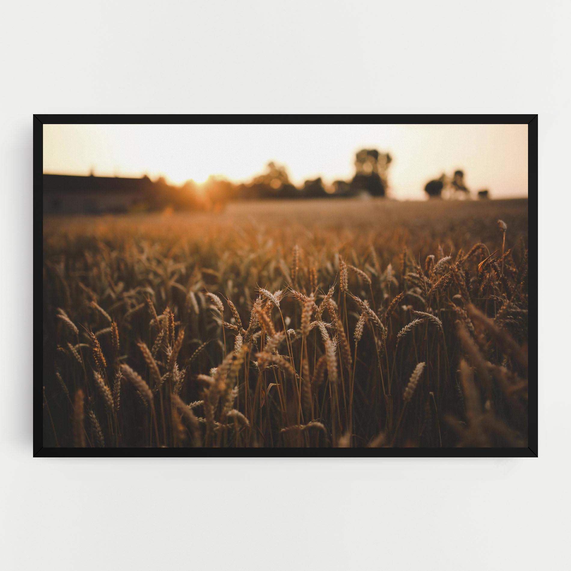 Leinwandbild Wheat Sunrise mockup 0