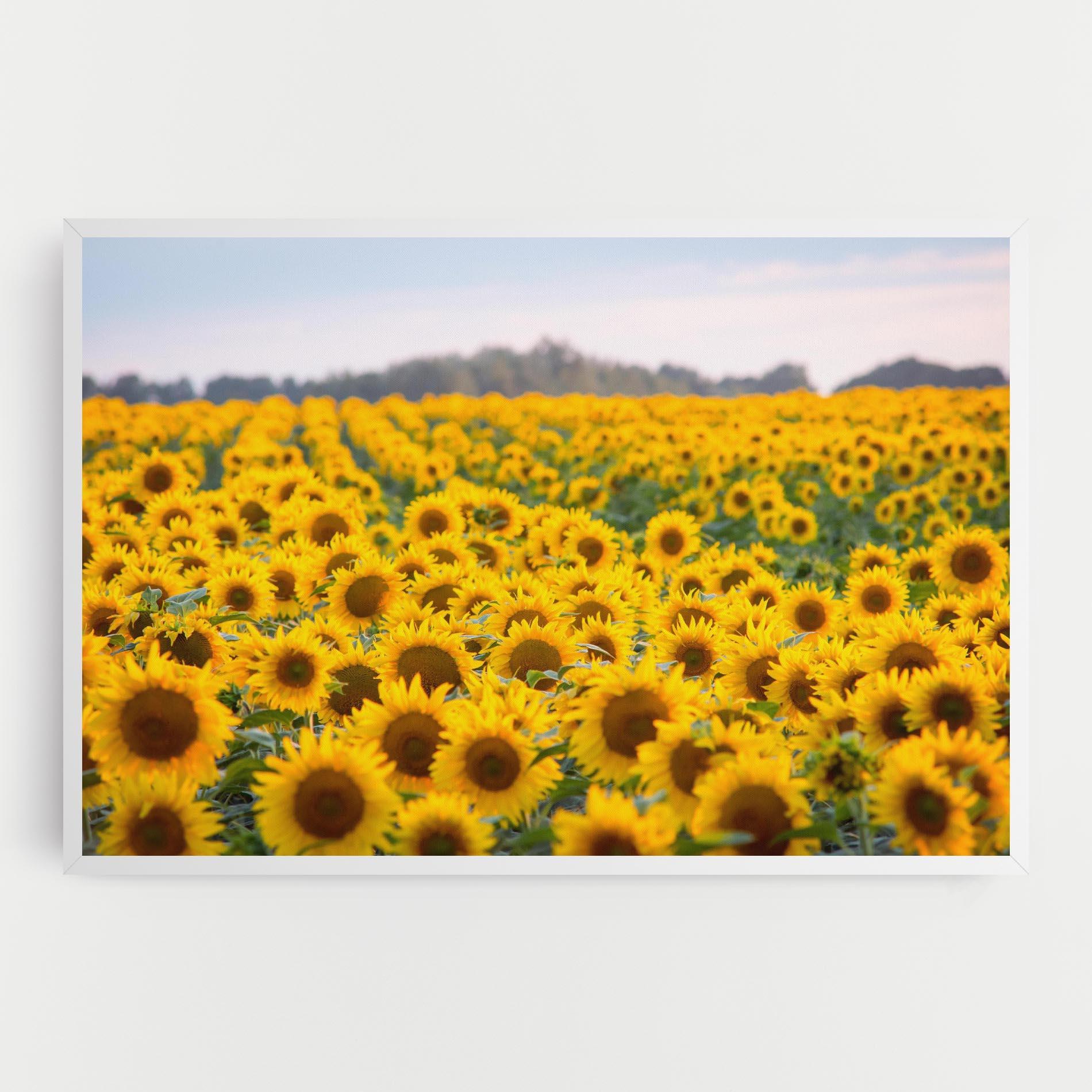 Leinwandbild Blooming Sunflowers mockup 0