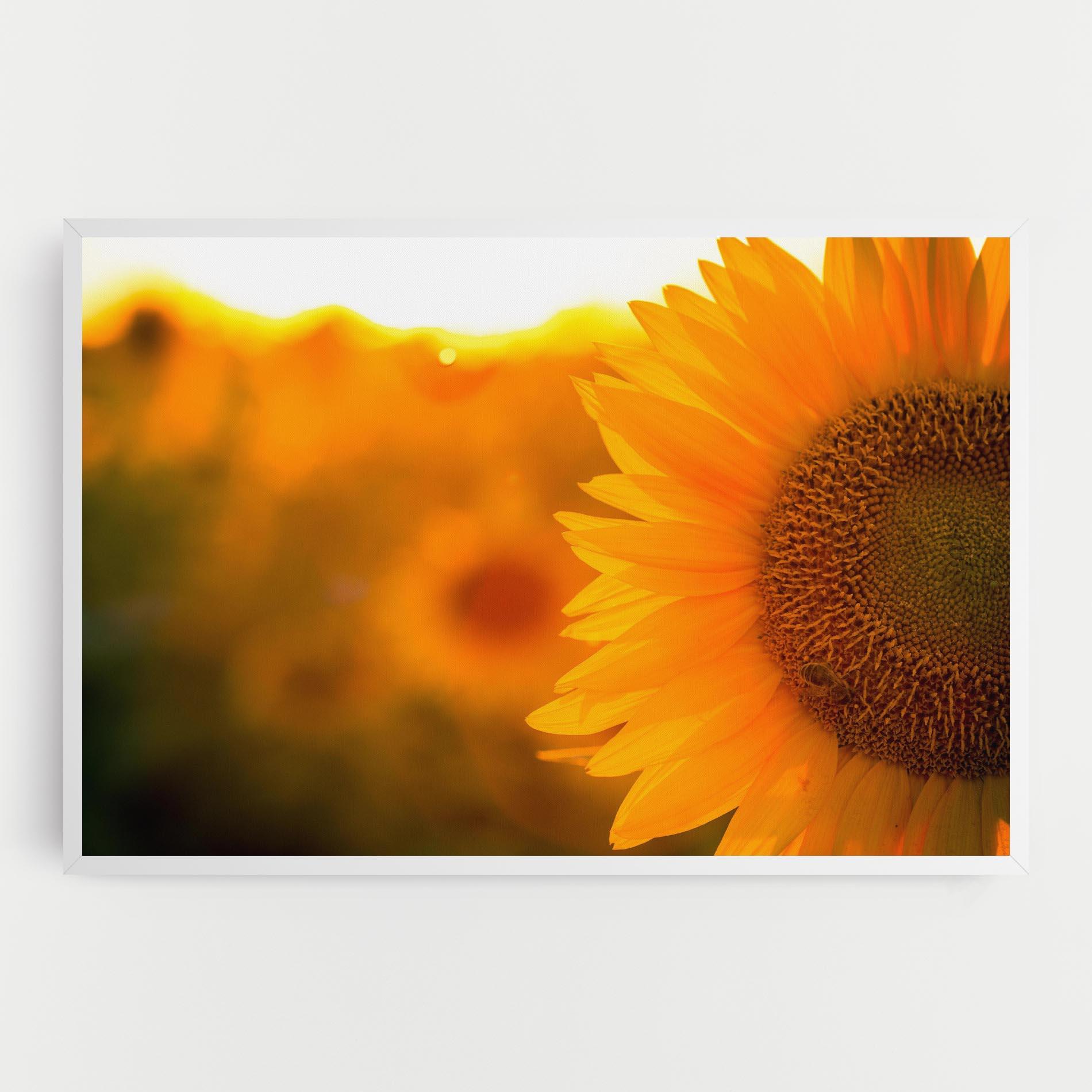Leinwandbild Sunflower mockup 0