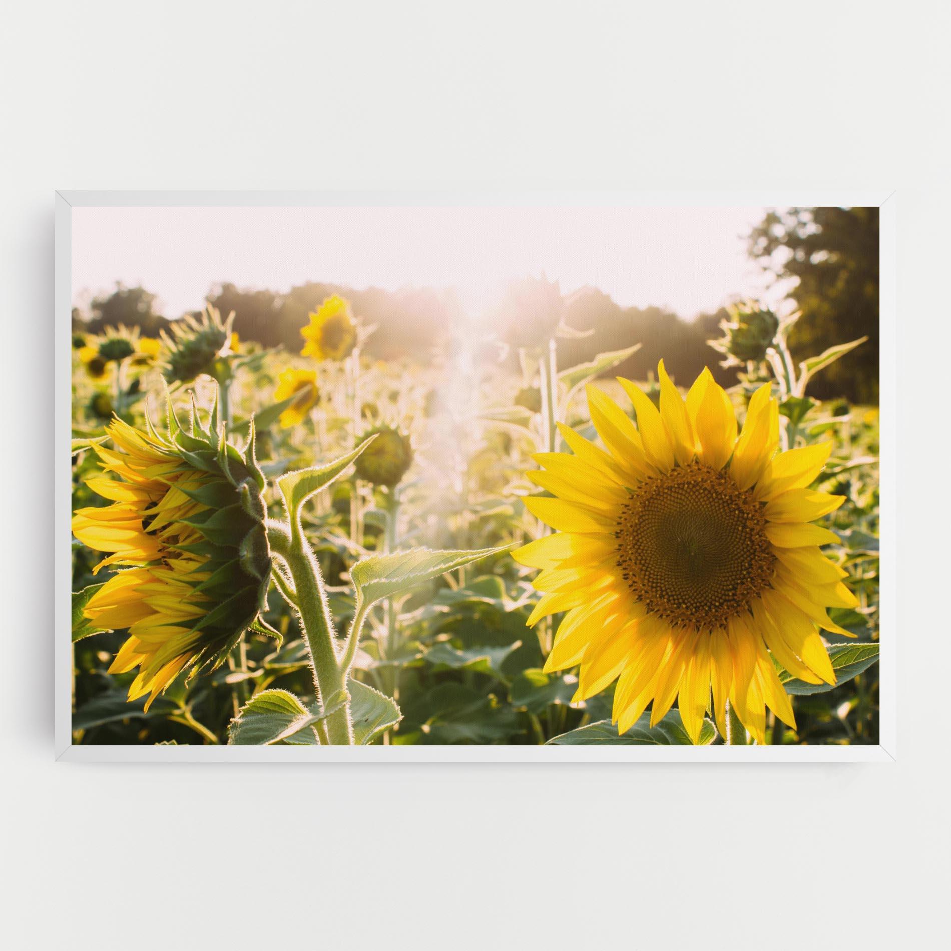 Leinwandbild Yellow Sun Flower mockup 0