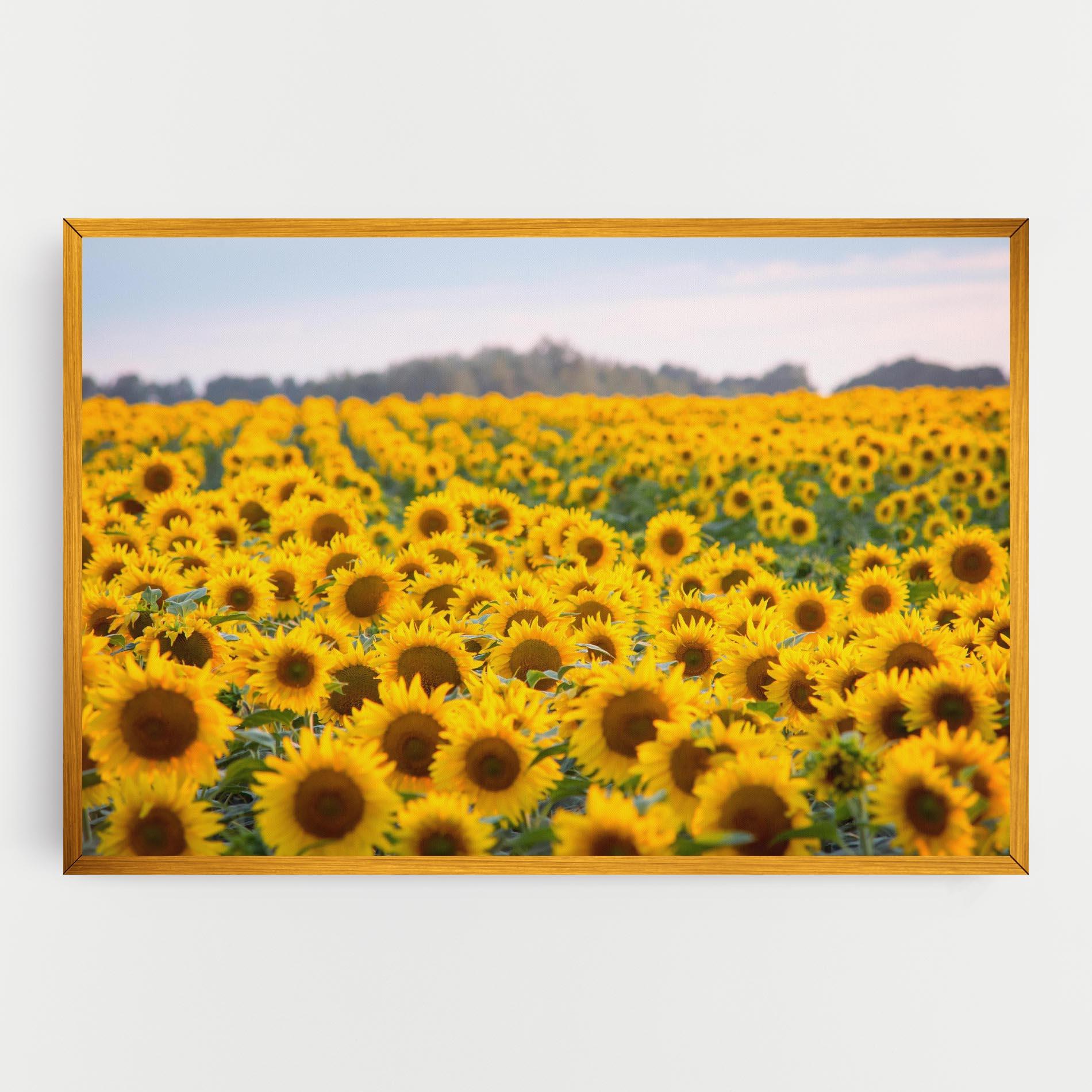 Leinwandbild Blooming Sunflowers mockup 0