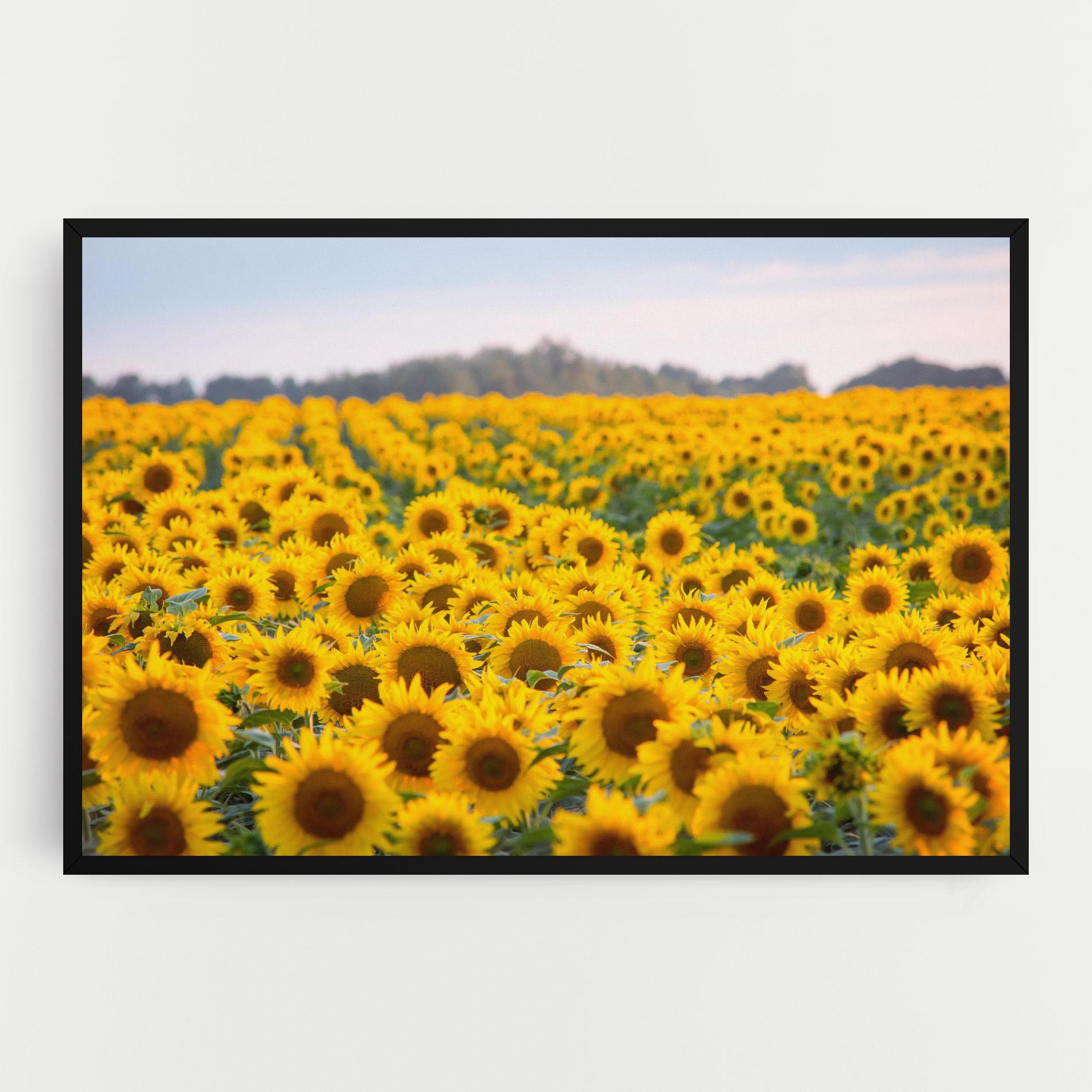 Leinwandbild Blooming Sunflowers mockup 0