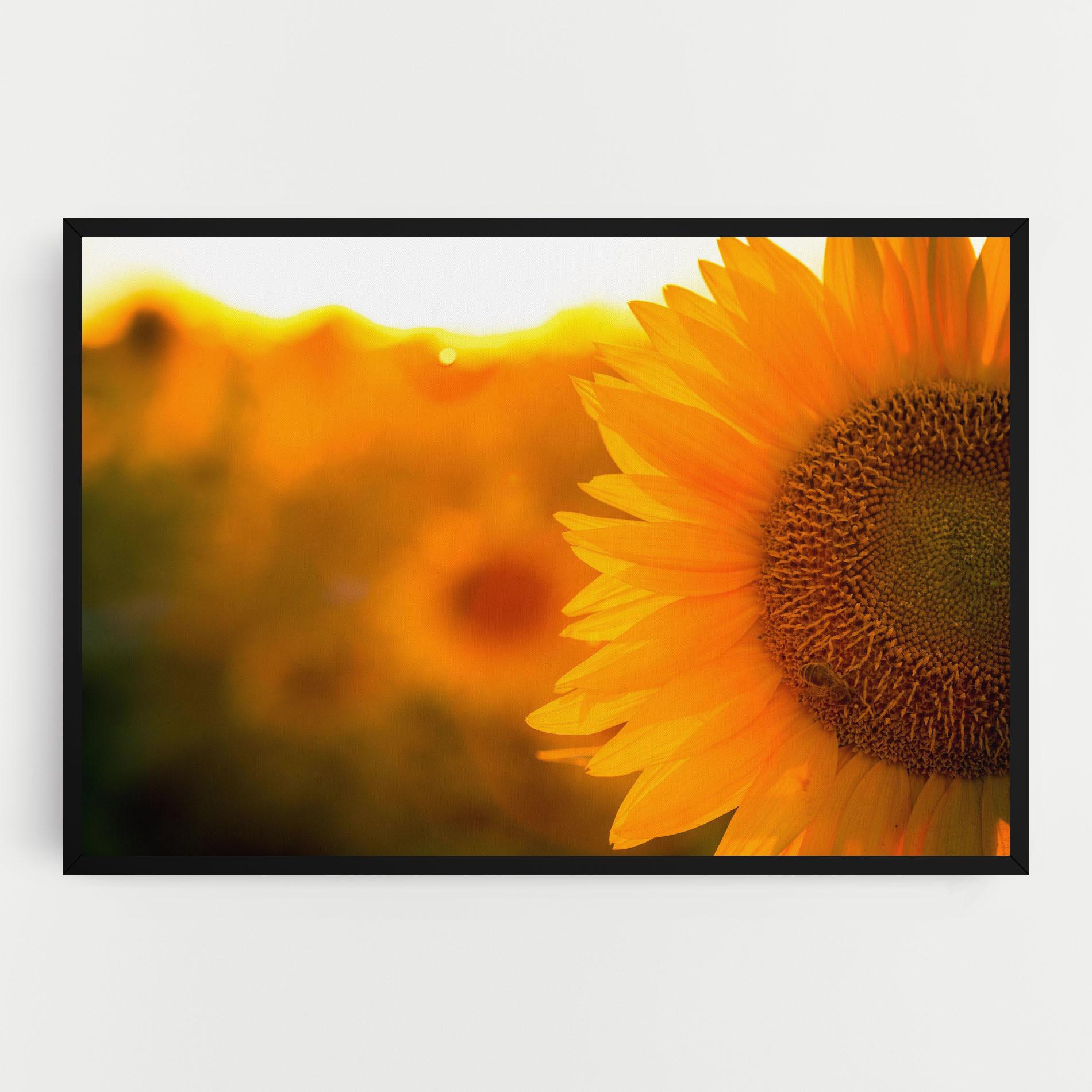 Leinwandbild Sunflower mockup 0