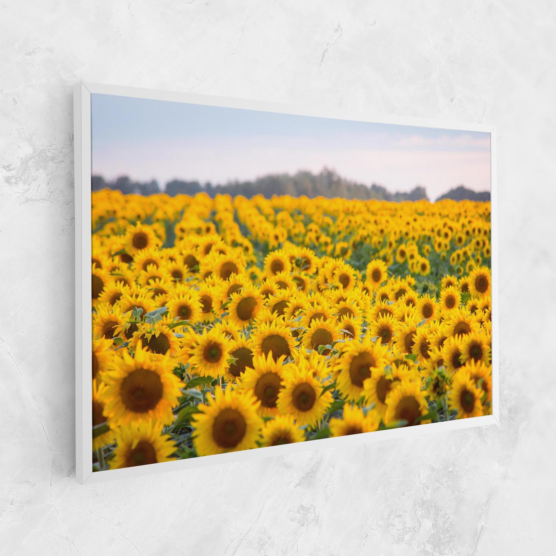 Leinwandbild Blooming Sunflowers mockup 1