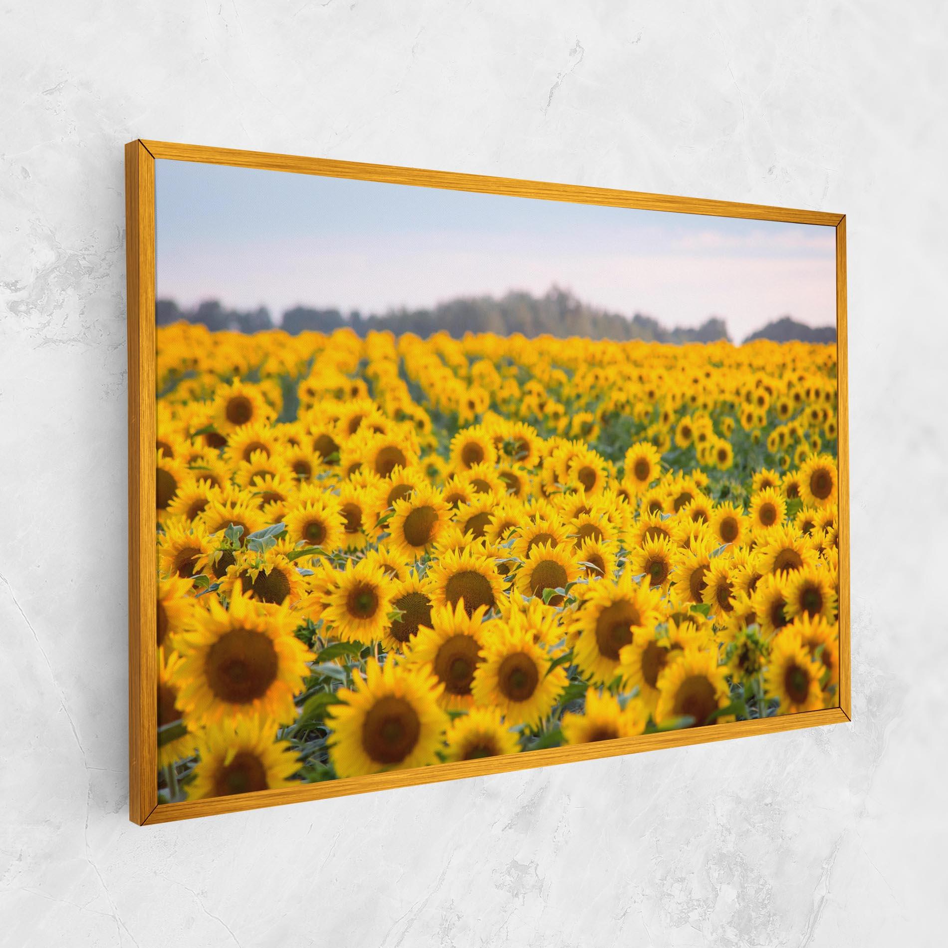 Leinwandbild Blooming Sunflowers mockup 1