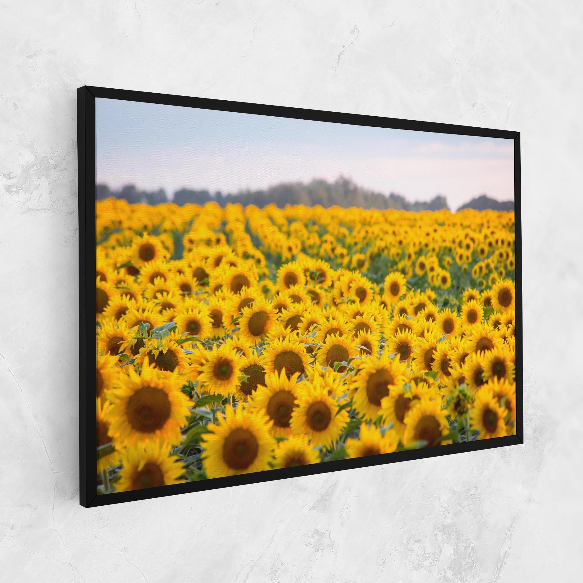 Leinwandbild Blooming Sunflowers mockup 1