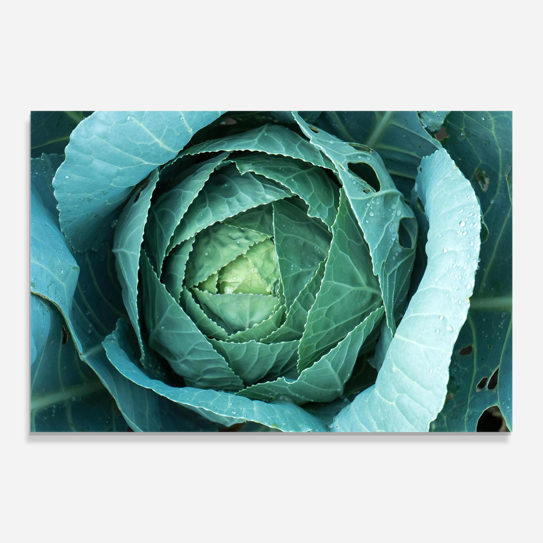 Glasbild Blue Lettuce mockup 0