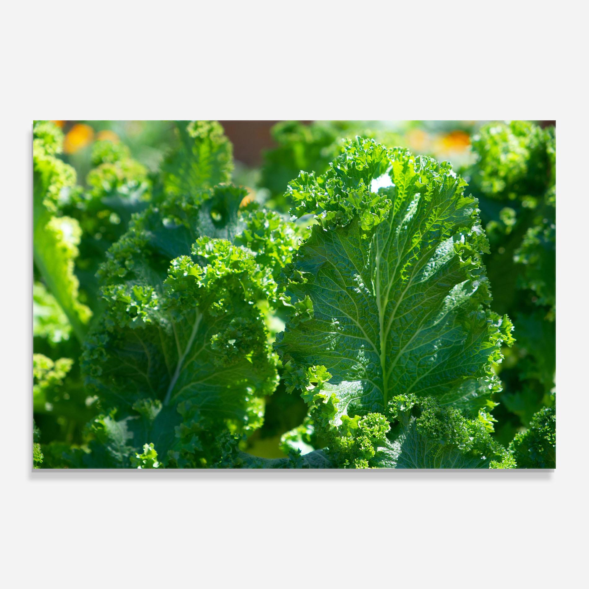 Glasbild Lettuce View mockup 0