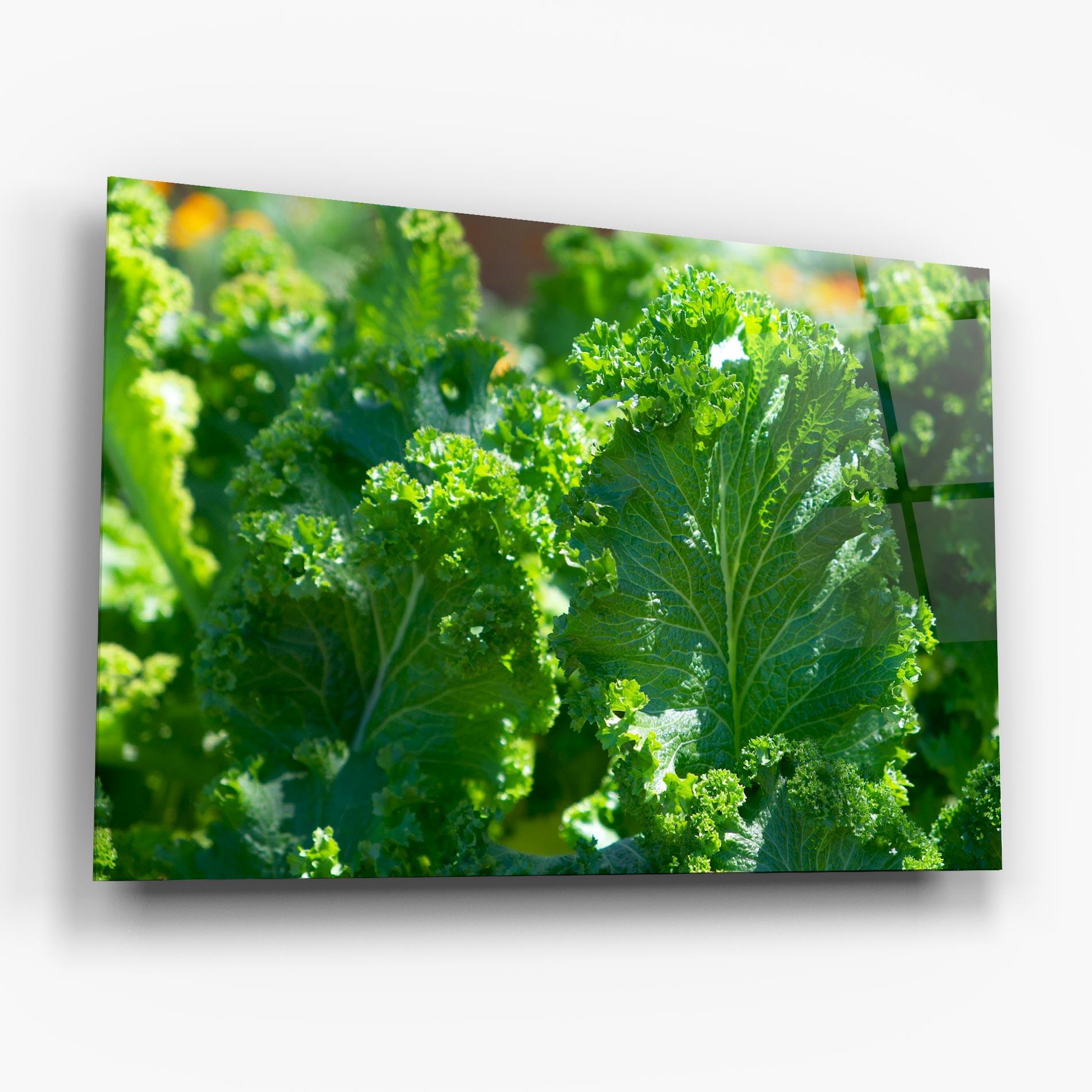 Glasbild Lettuce View mockup 6