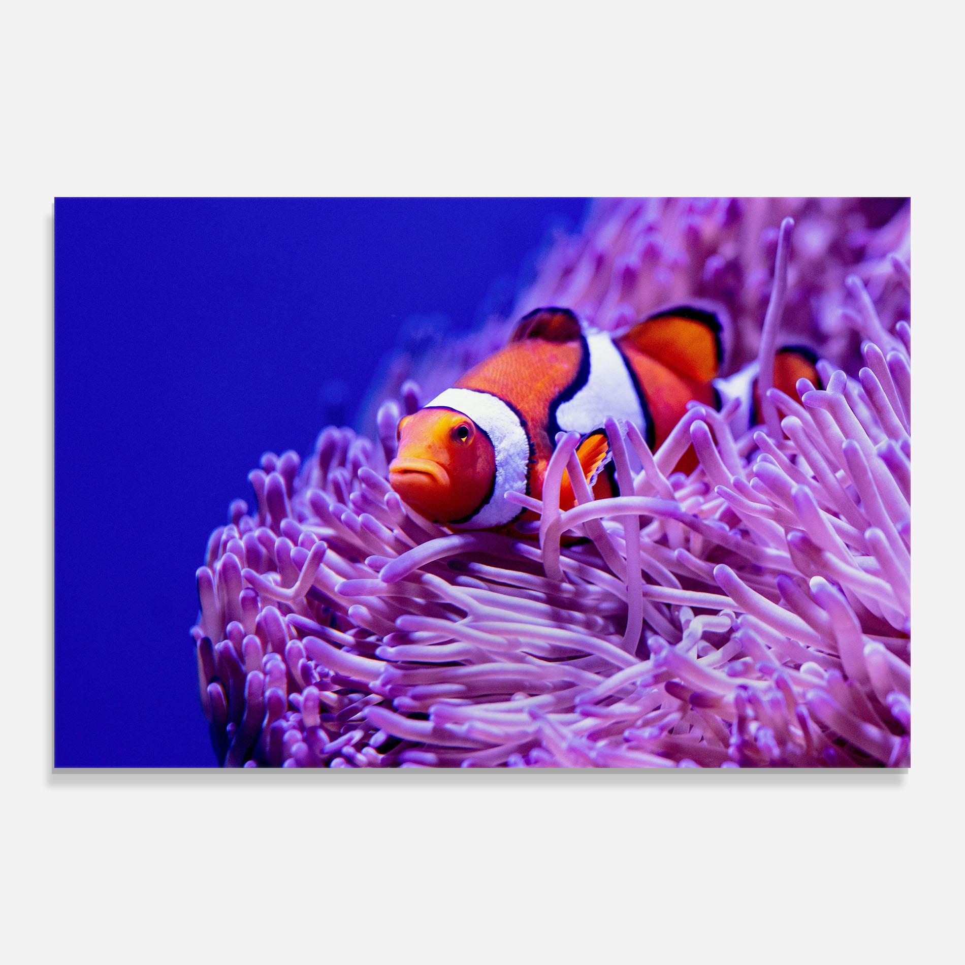 Glasbild Angry Nemo mockup 0