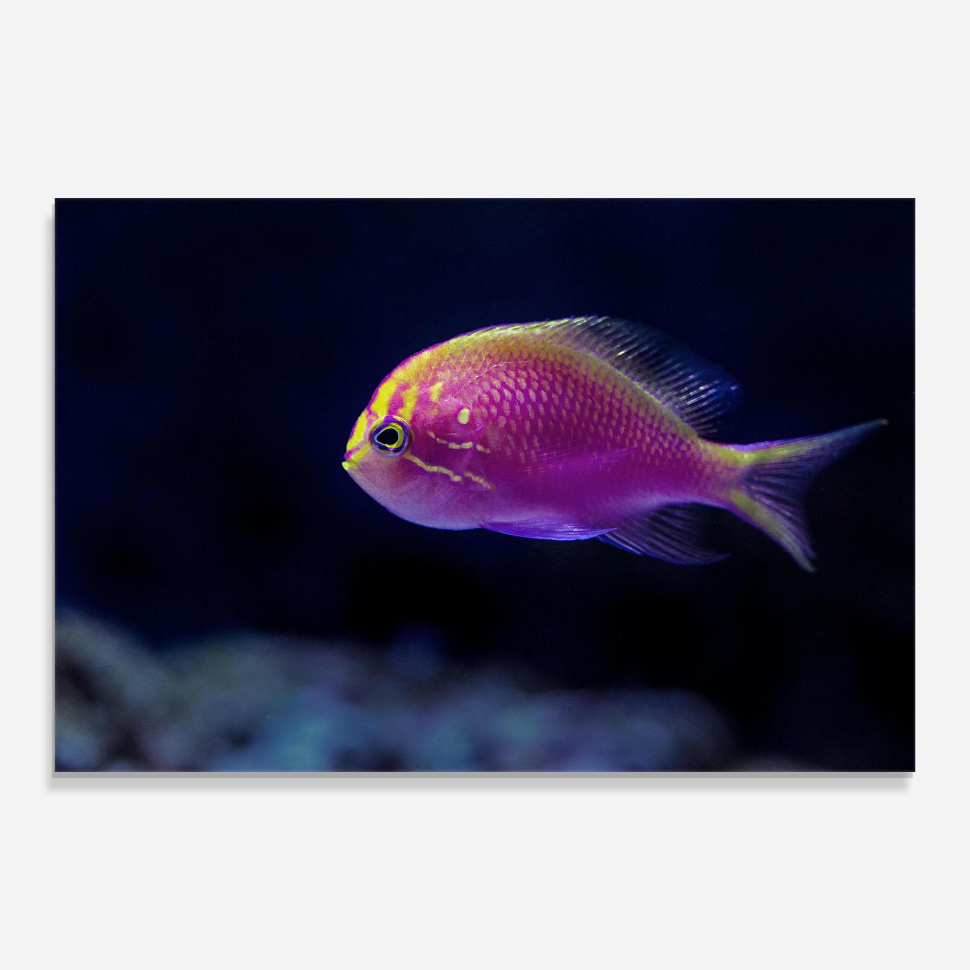 Glasbild Angry Pink Fish mockup 0