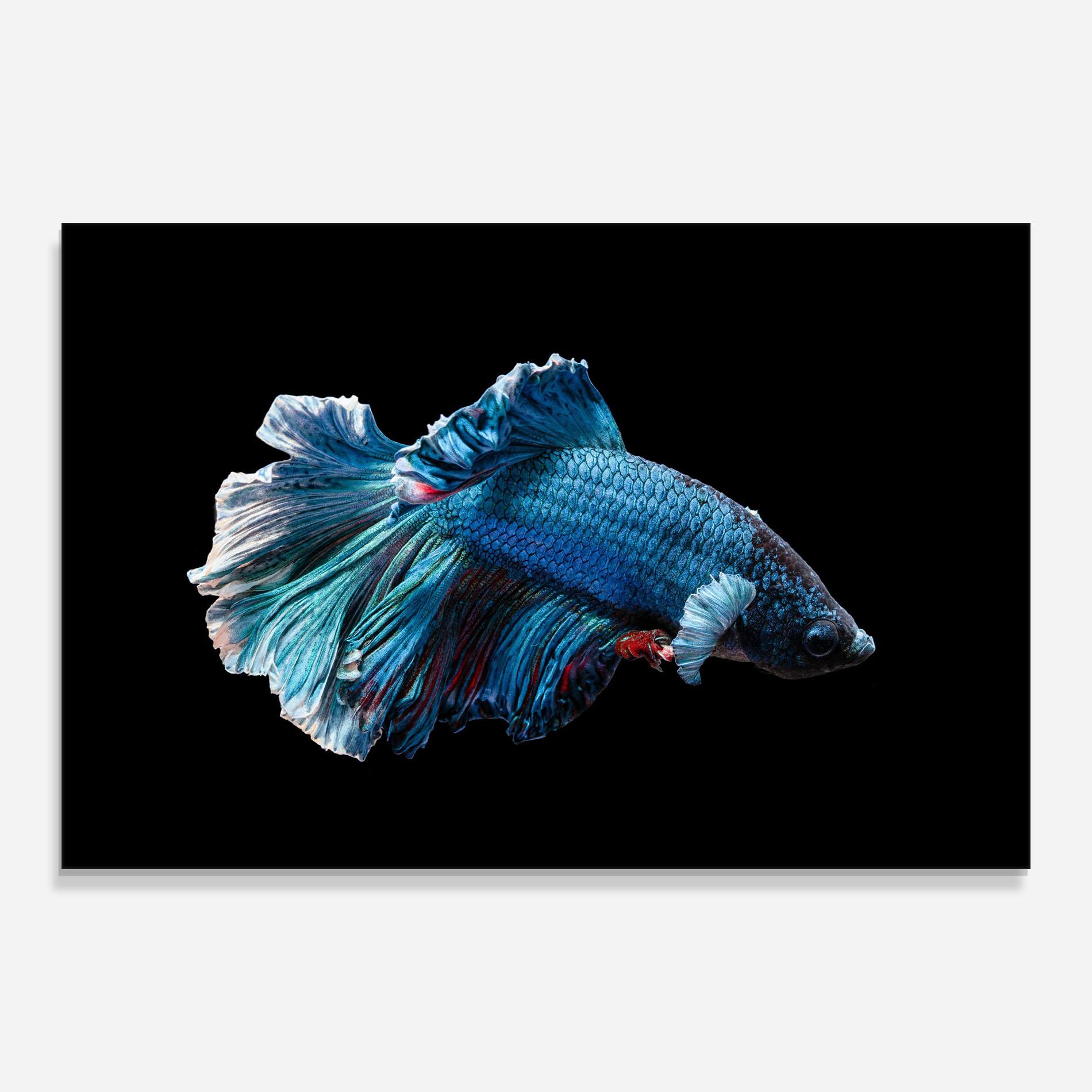 Glasbild Blue Betta mockup 0