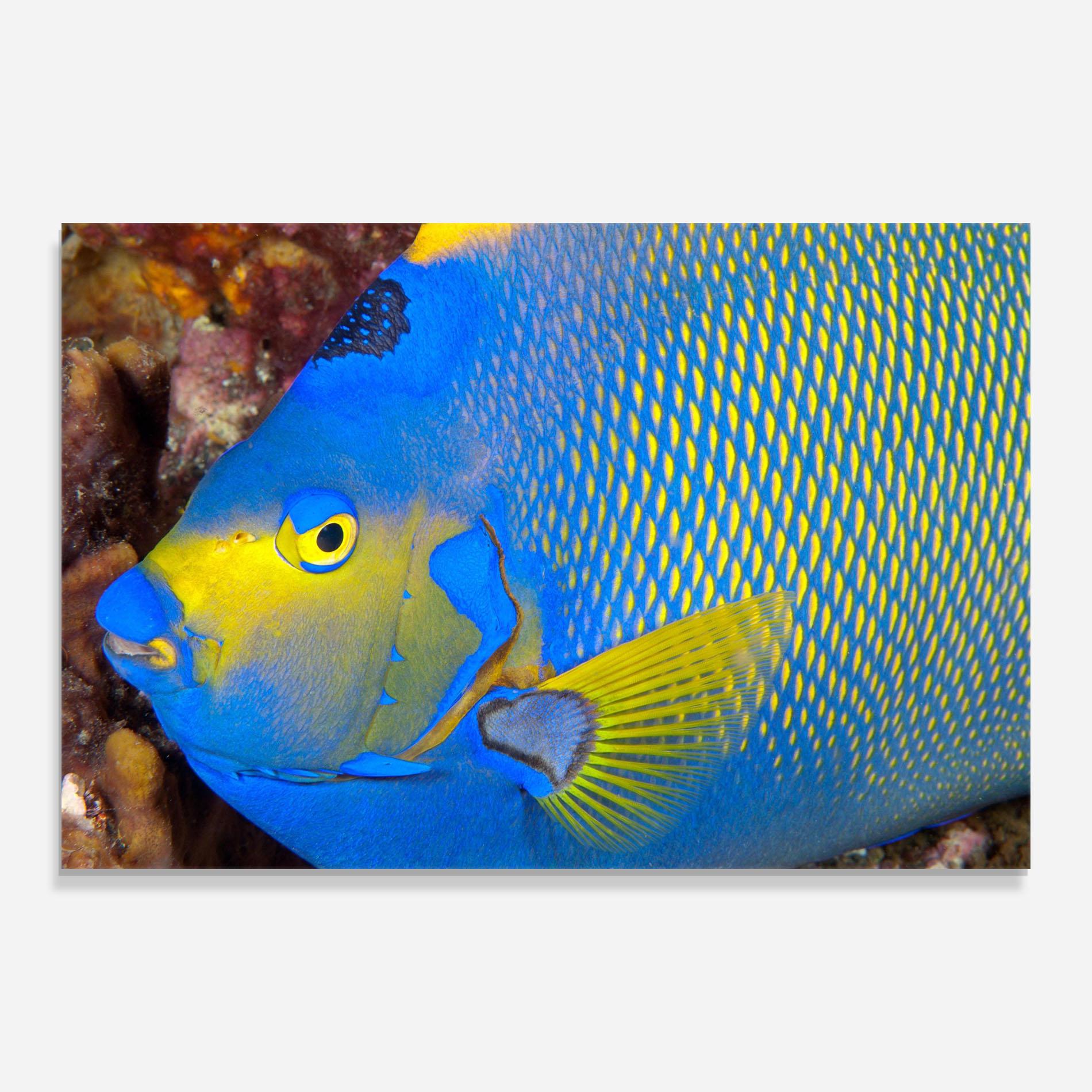 Glasbild Blue Yellow Fish mockup 0