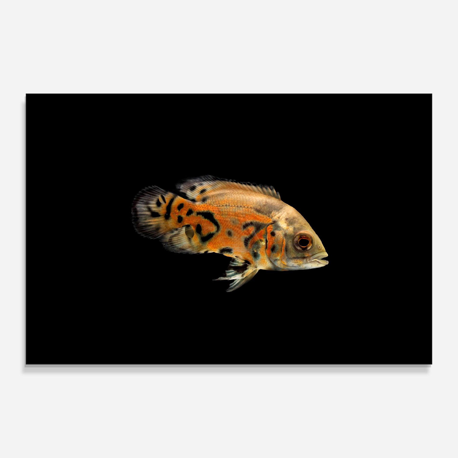 Glasbild Cute Brown Fish mockup 0