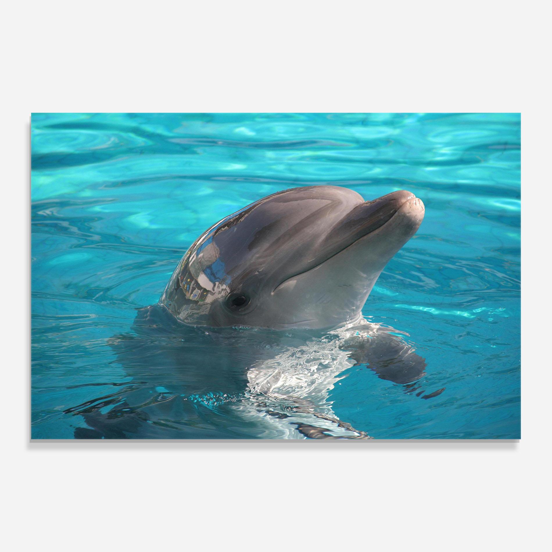 Glasbild Dolphin Poses mockup 0