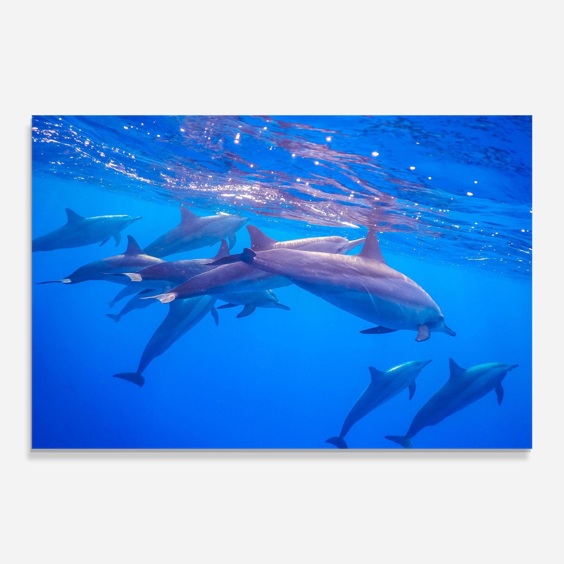 Glasbild Dolphin Family mockup 0