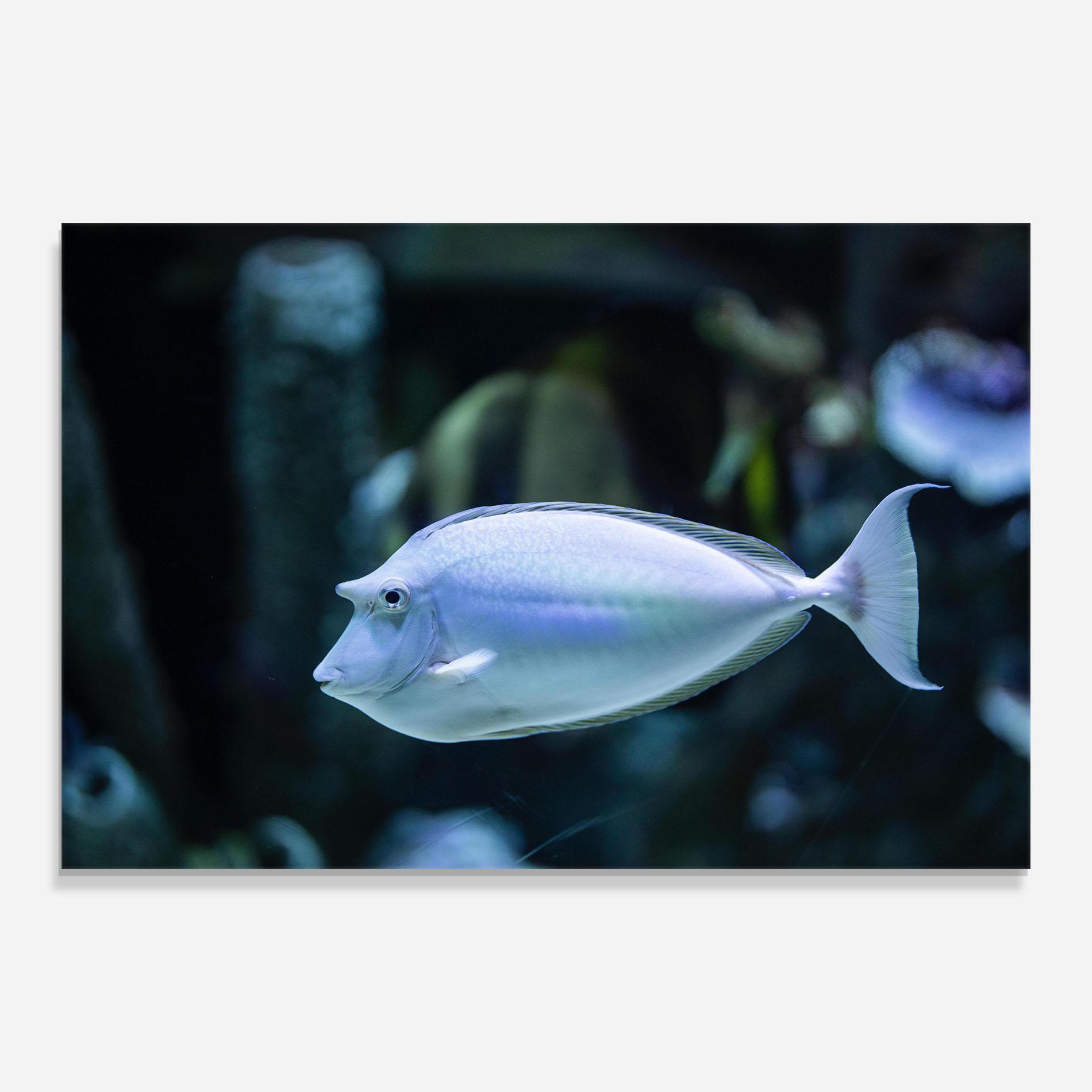 Glasbild Funny Face Fish mockup 0