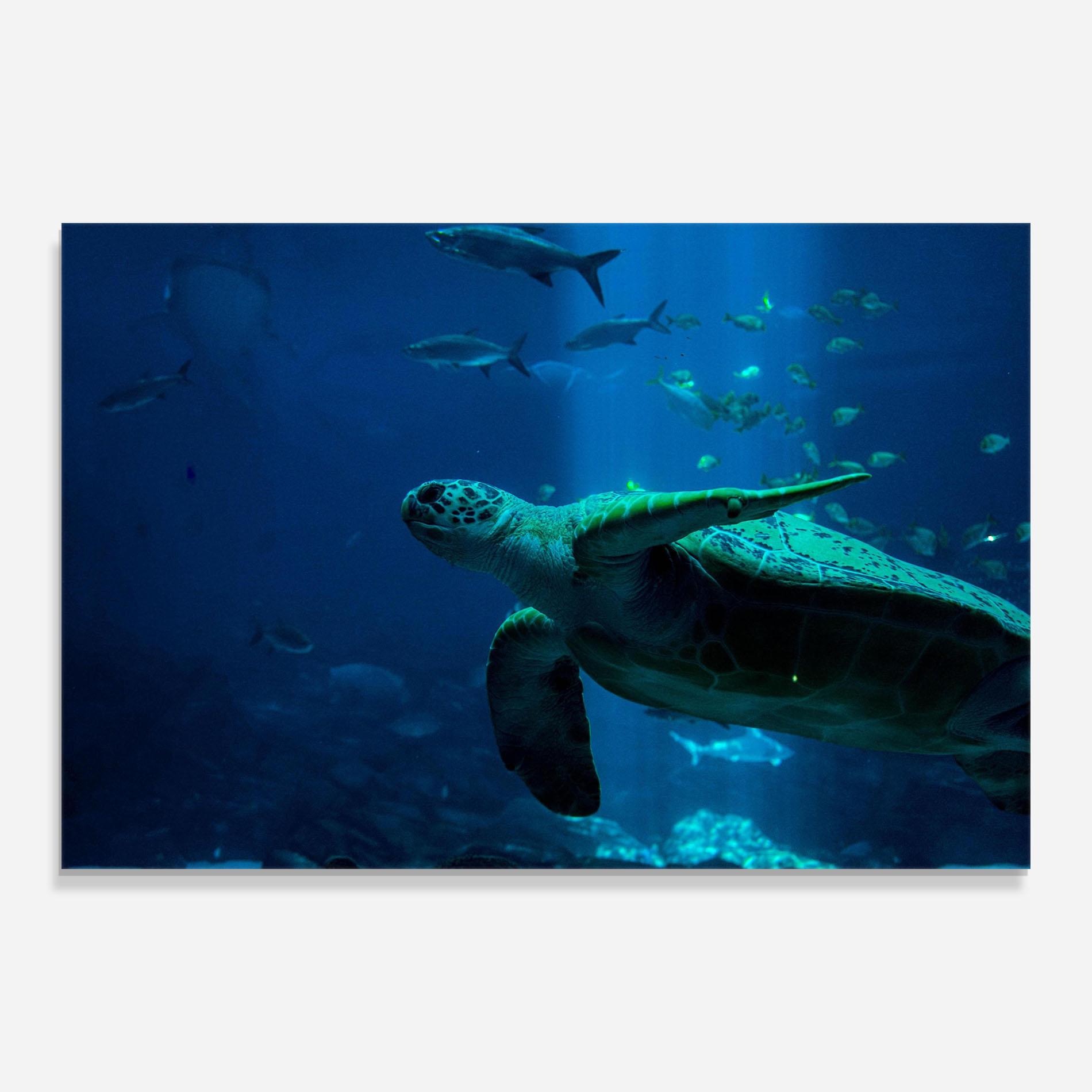Glasbild Green Turtule mockup 0