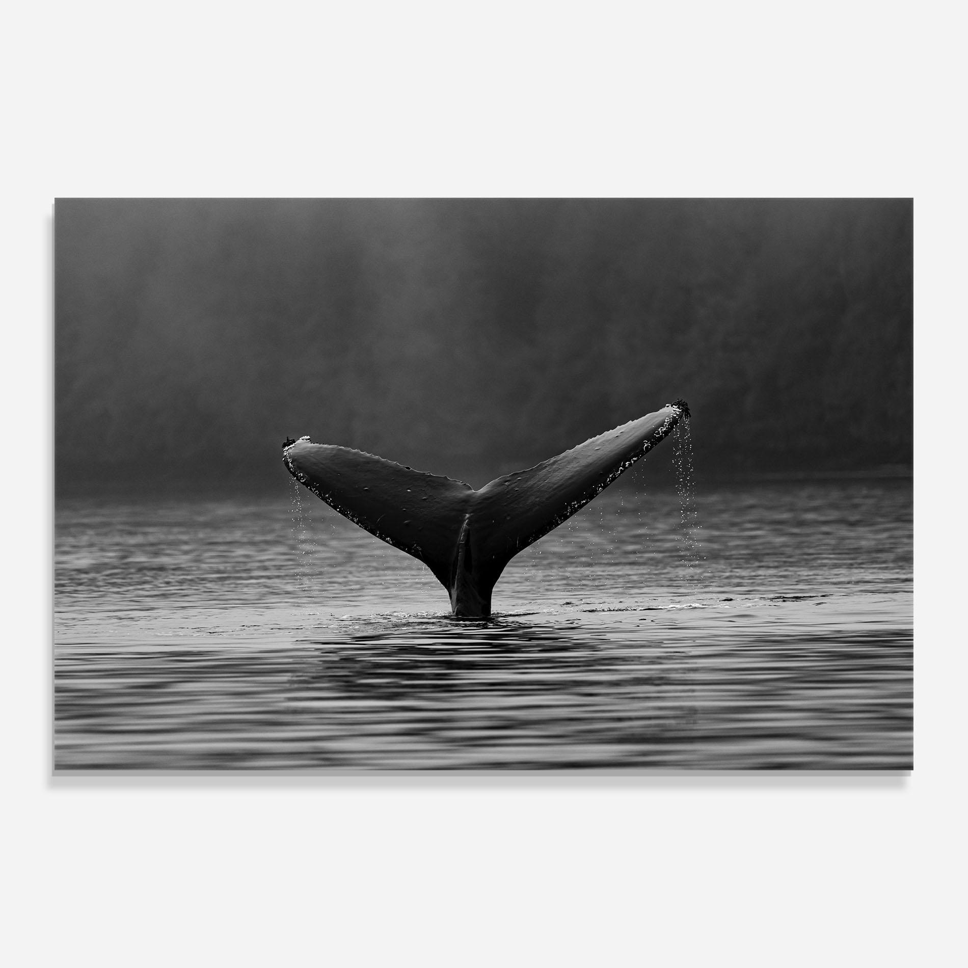 Glasbild Grey Tail mockup 0