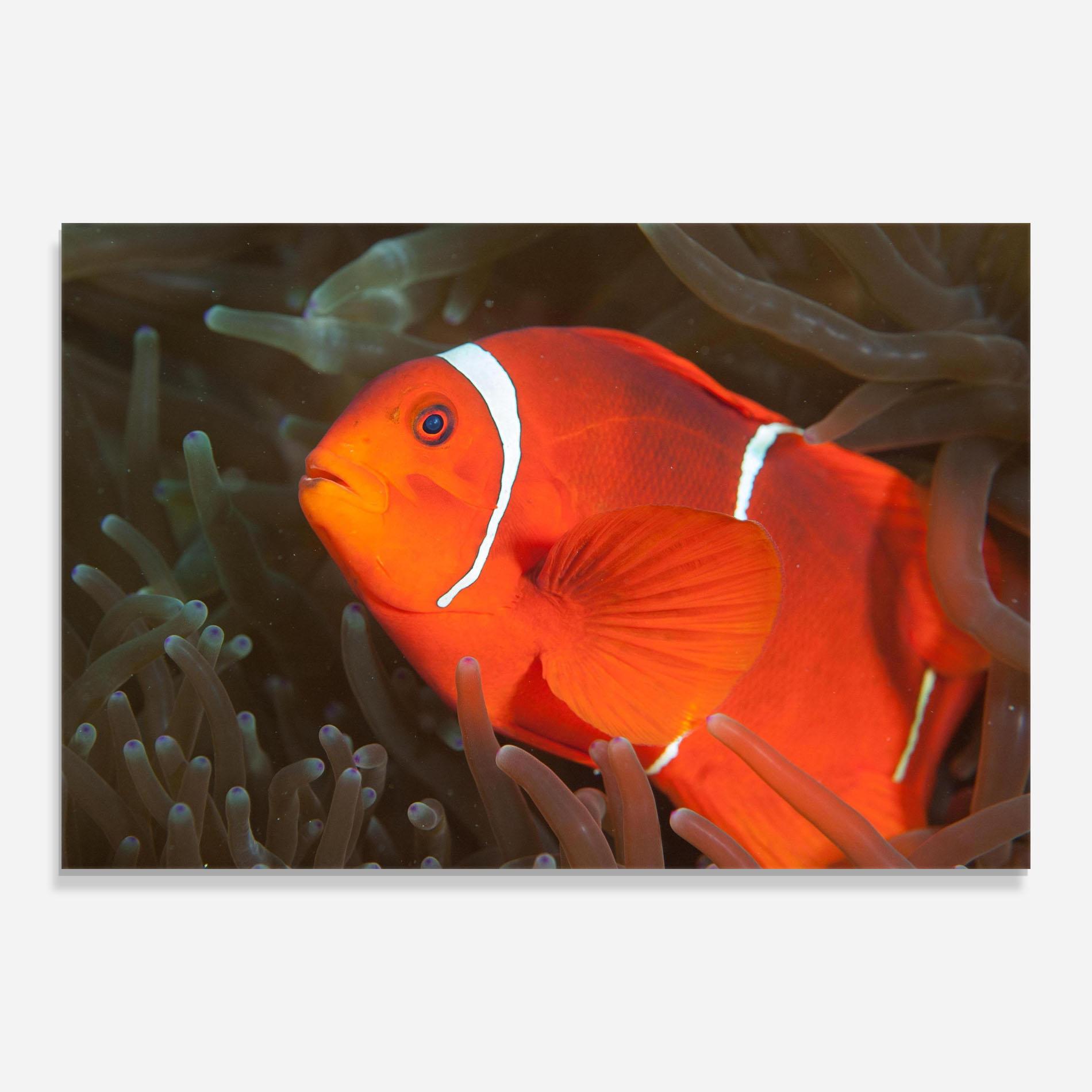 Glasbild Nemo Clownfish mockup 0