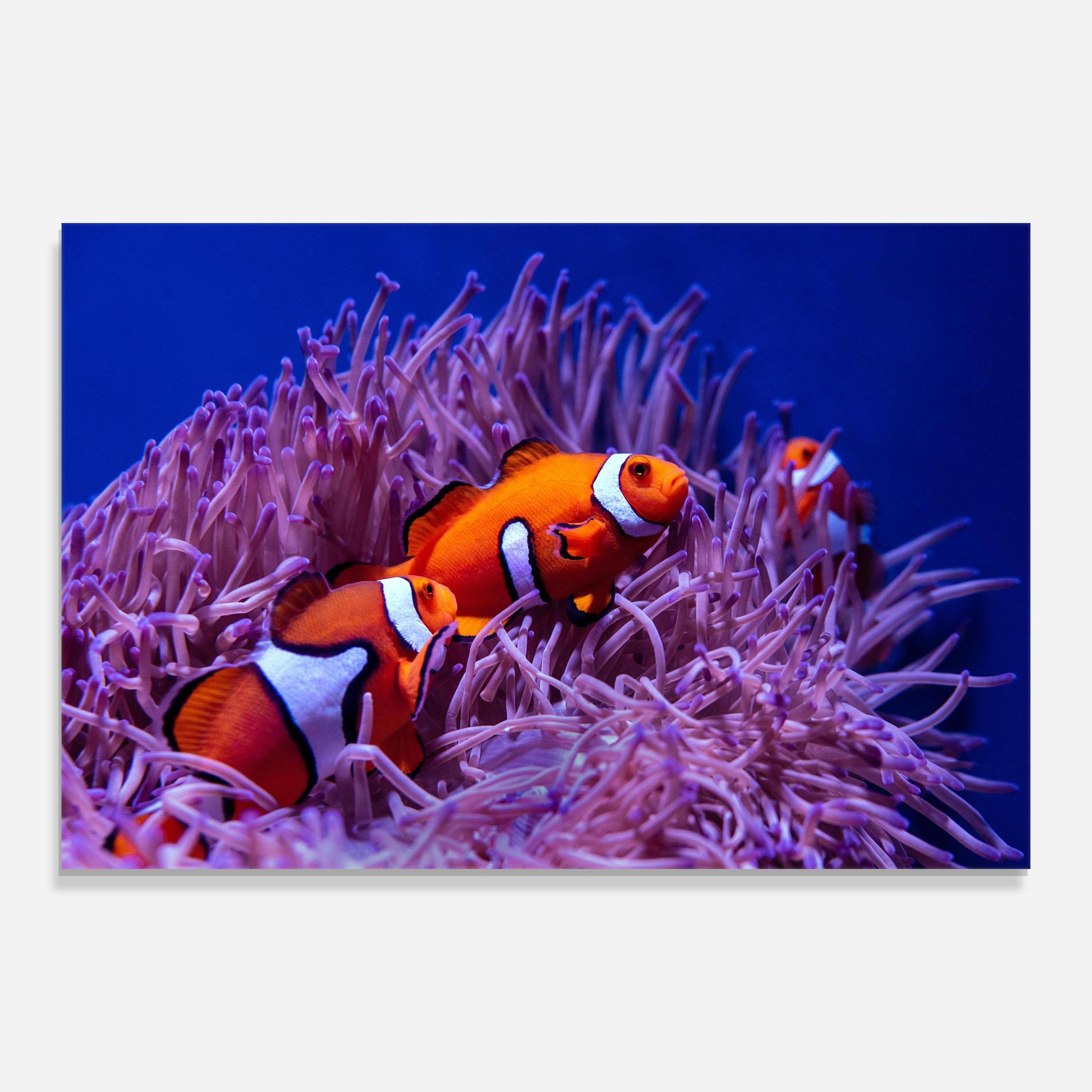 Glasbild Nemo Family mockup 0