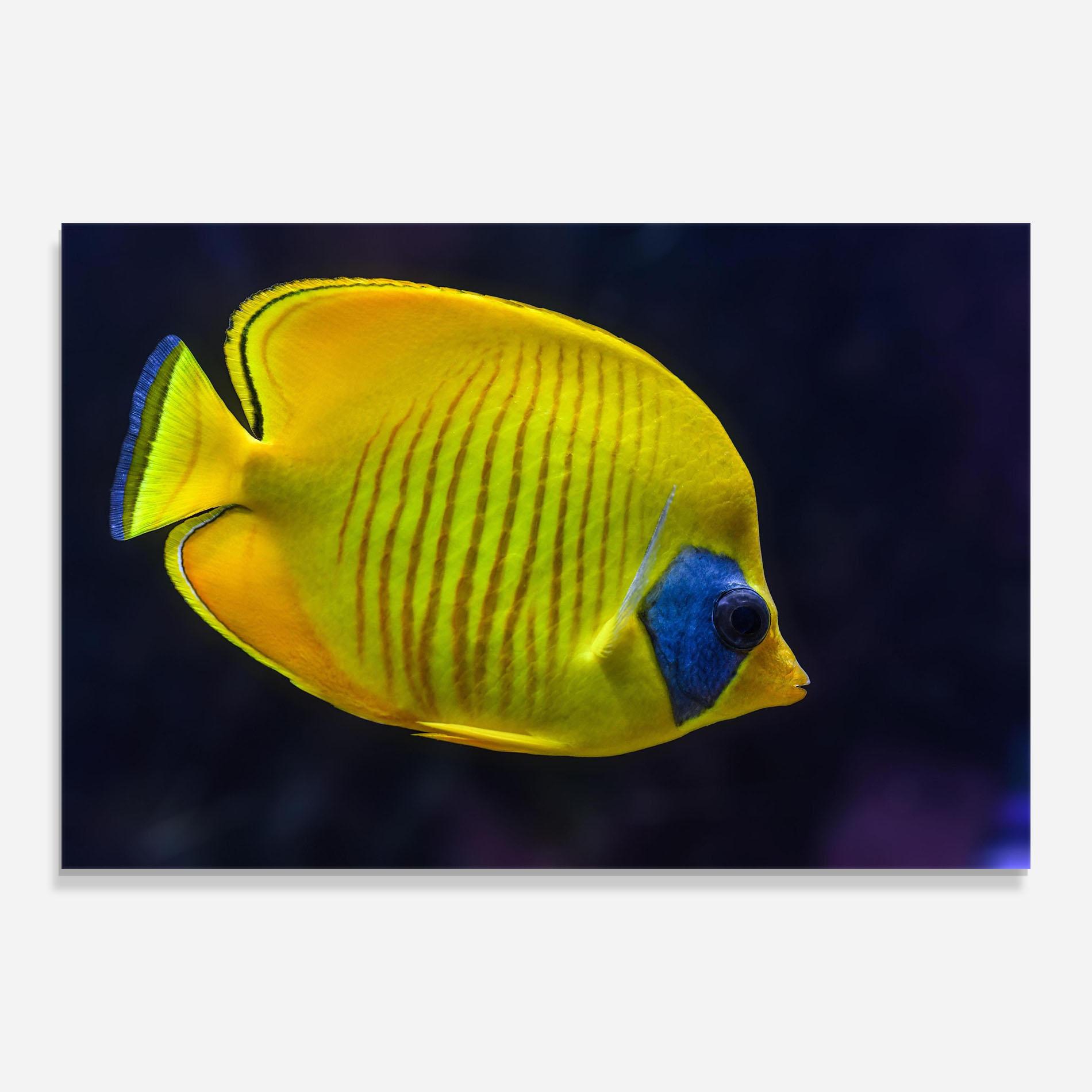 Glasbild Yellow Blue Fish mockup 0