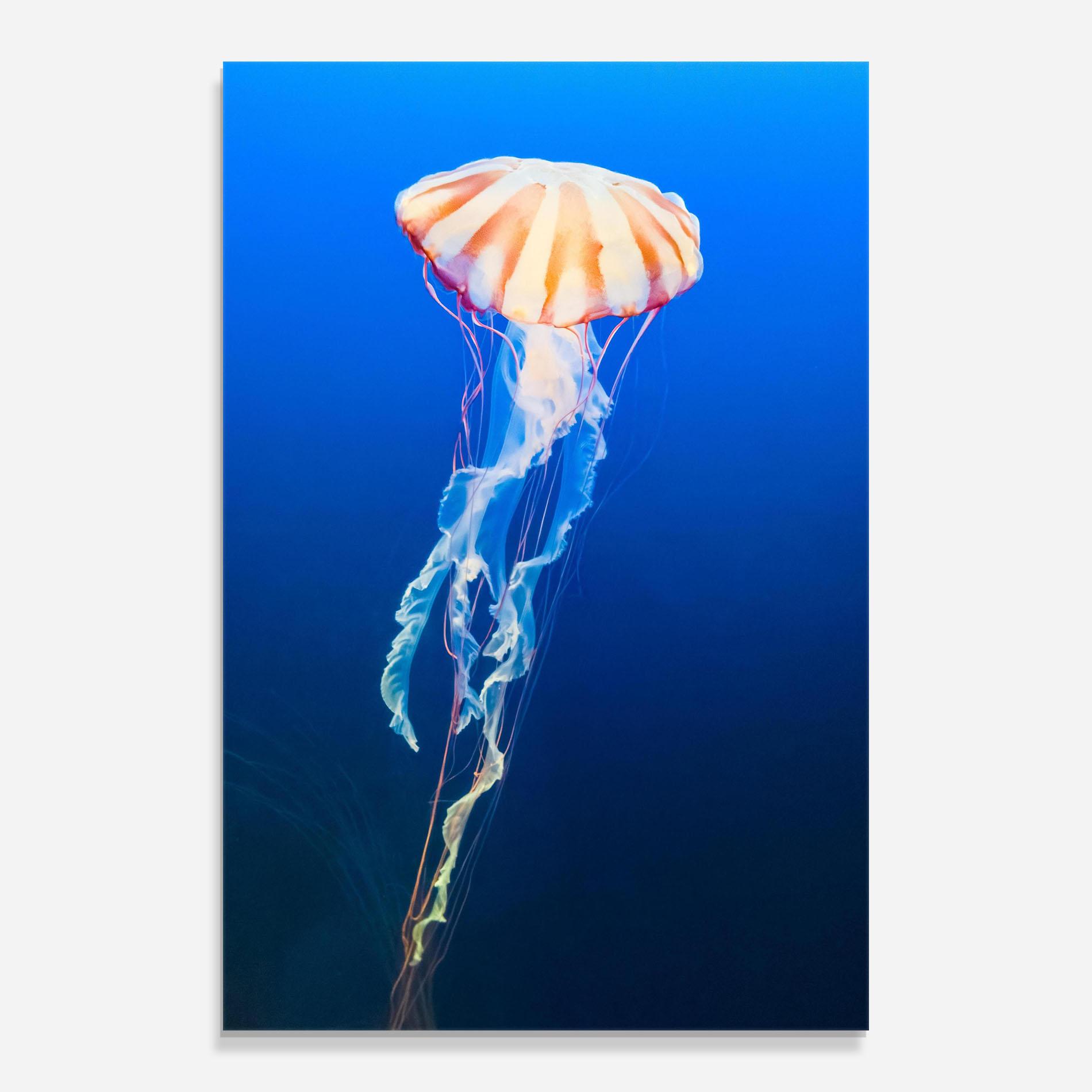 Glasbild Cream Jellyfish mockup 0