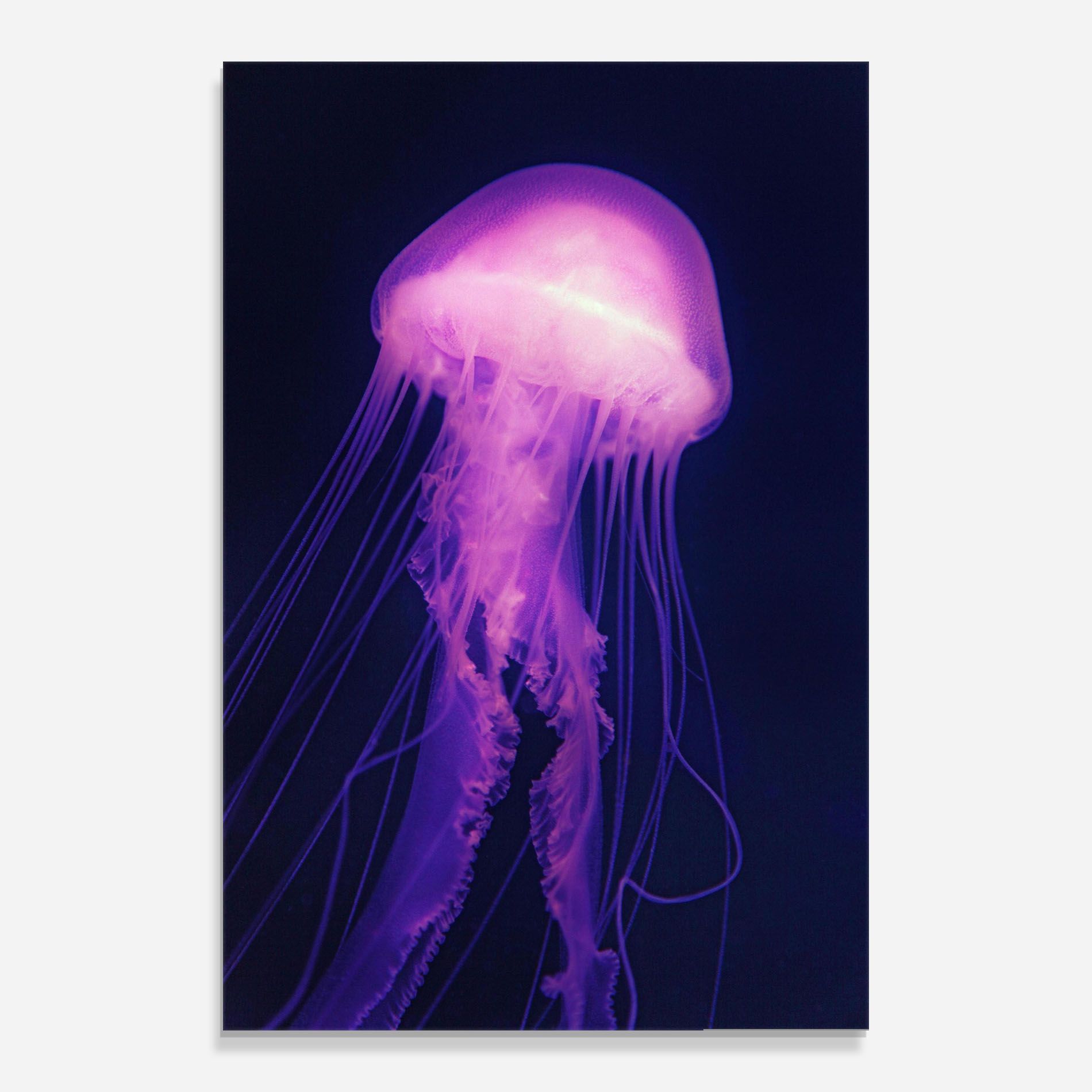 Light Purple Jellyfish mockup 0