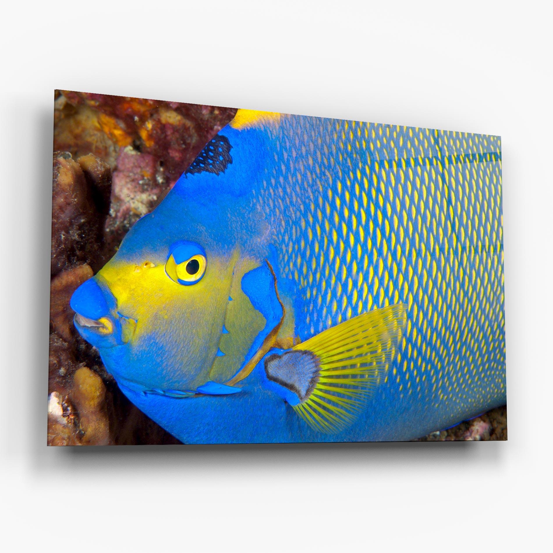 Glasbild Blue Yellow Fish mockup 6