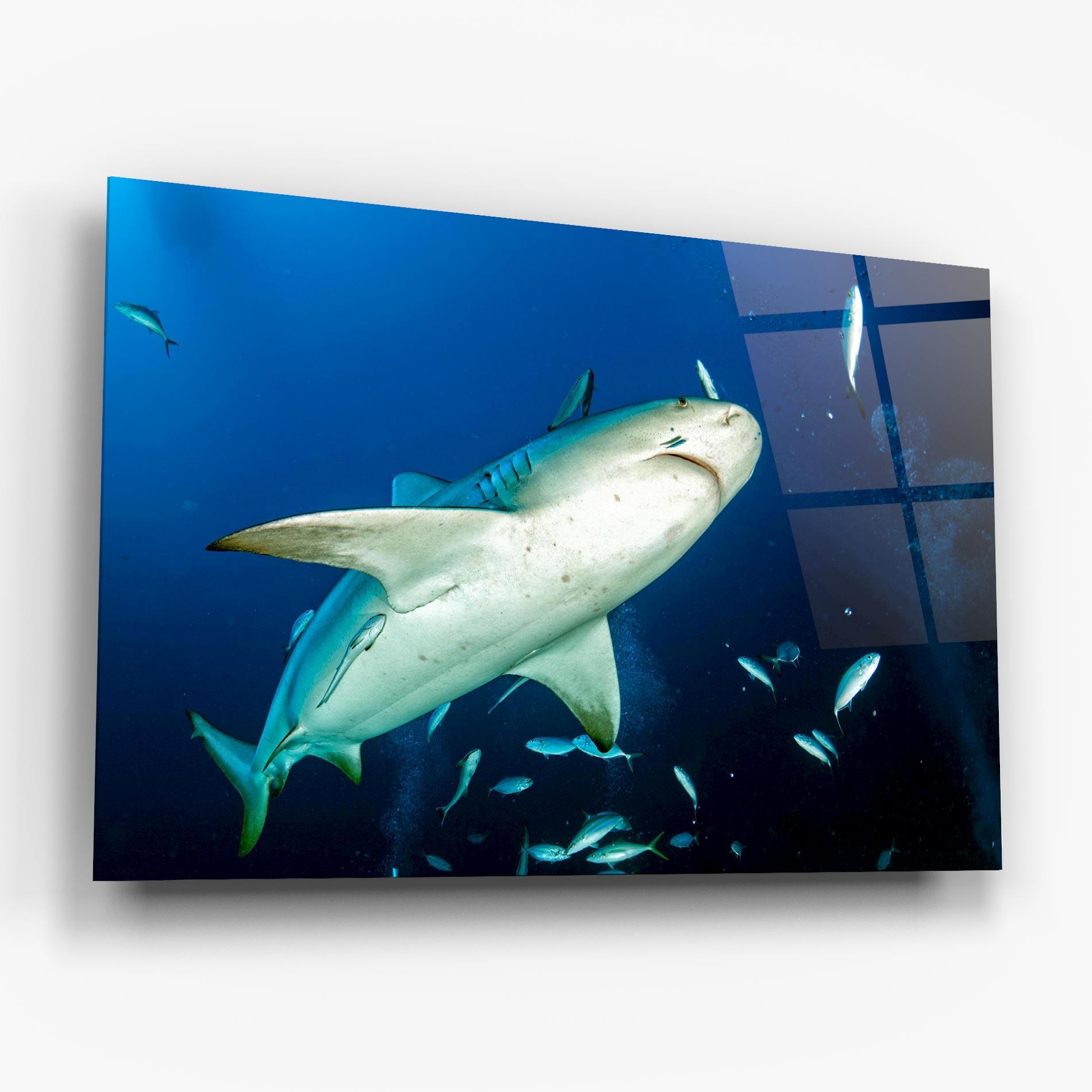Glasbild Bull Shark mockup 6