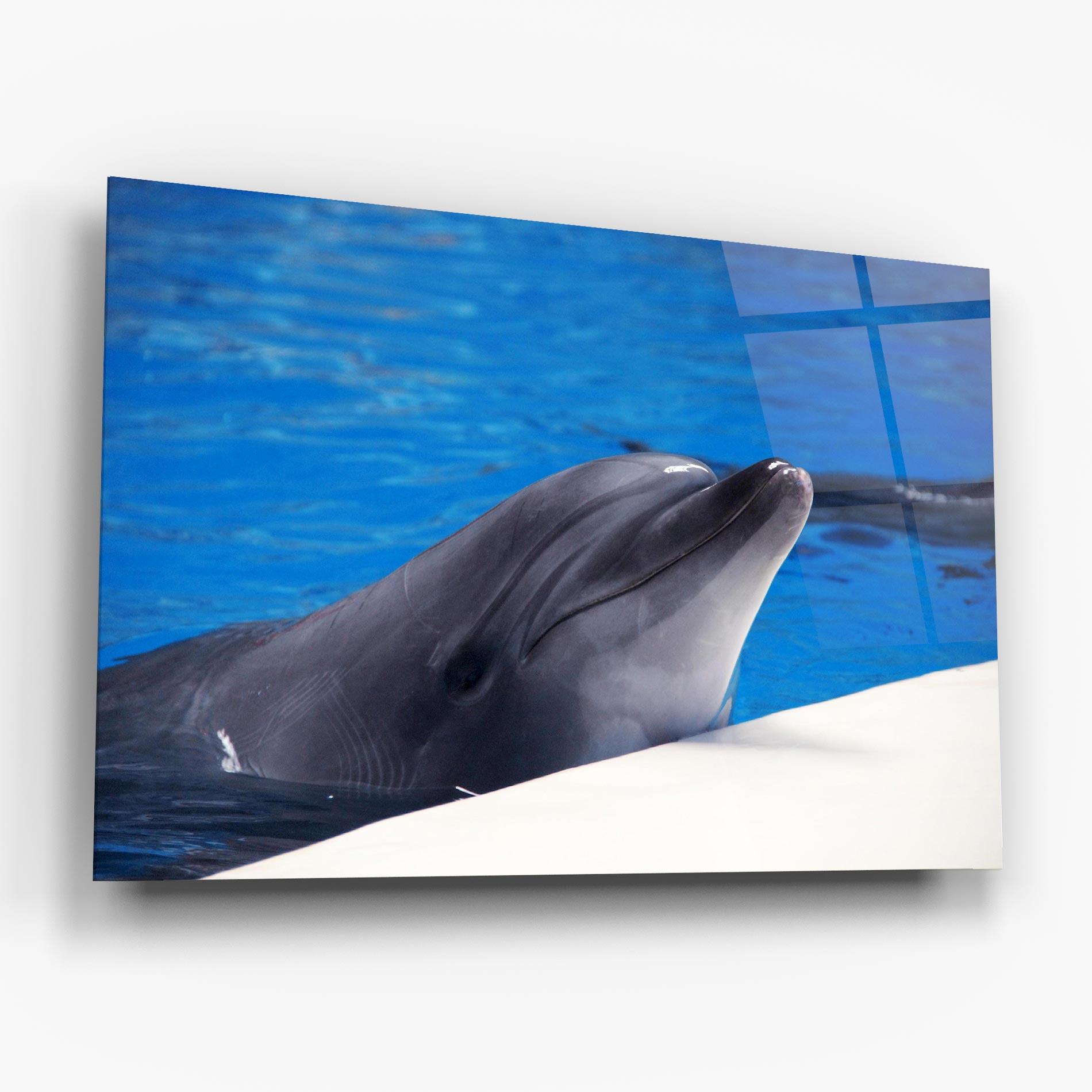Glasbild Cute Dolphin mockup 6