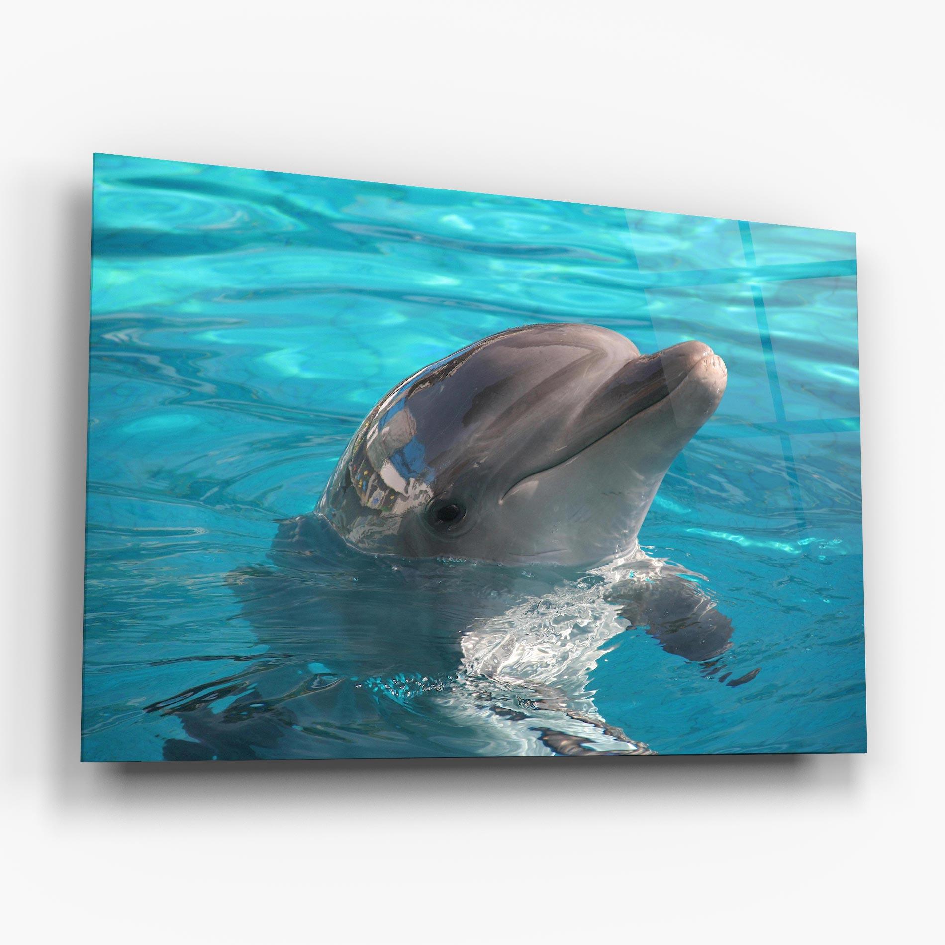Glasbild Dolphin Poses mockup 6