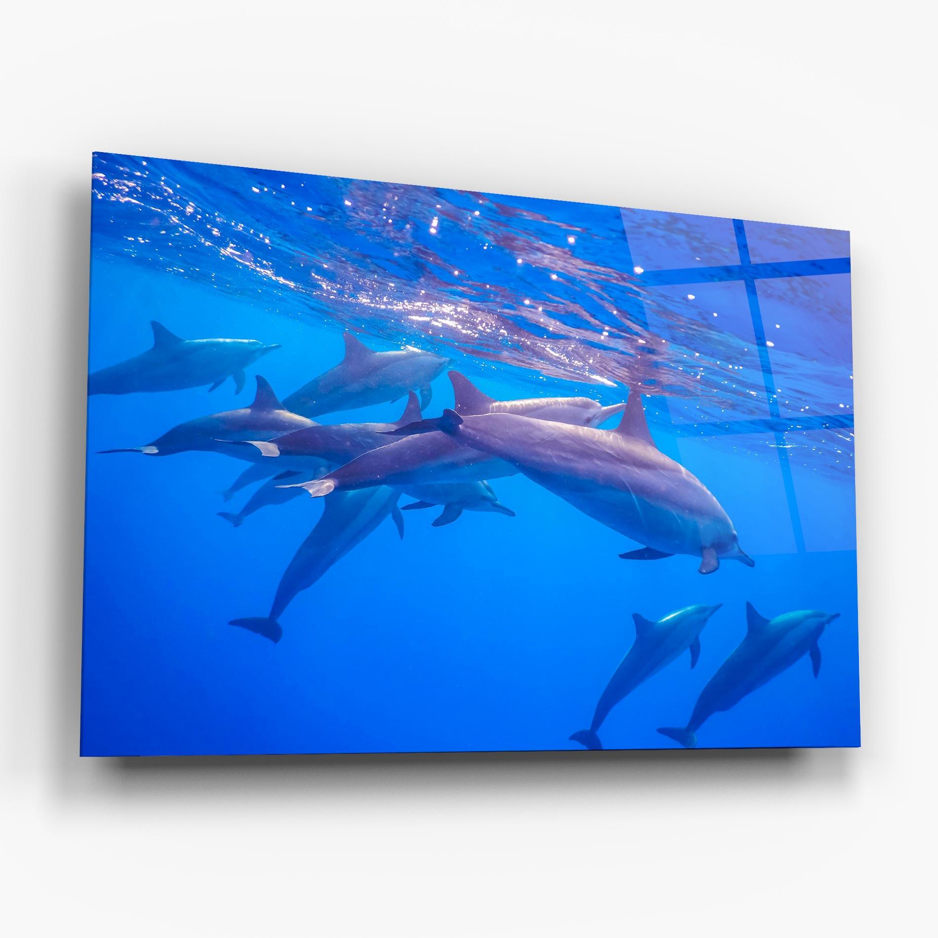 Glasbild Dolphin Family mockup 6