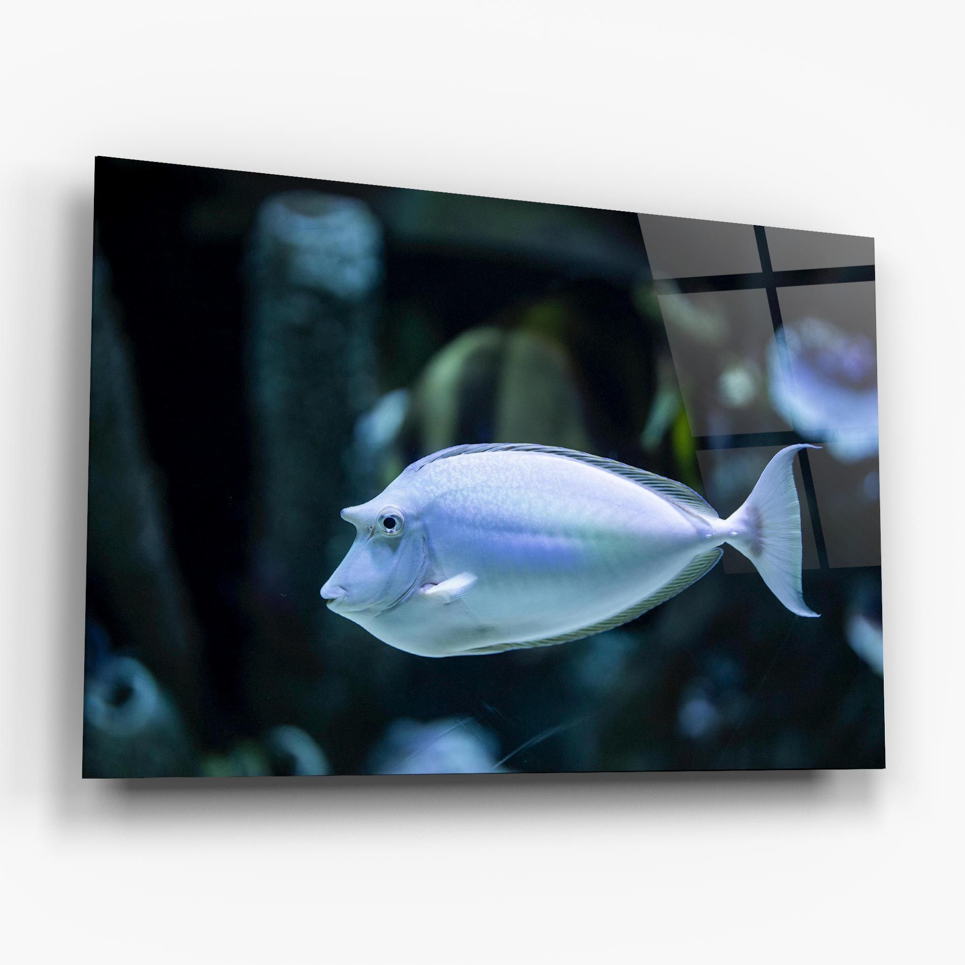 Funny Face Fish mockup 6