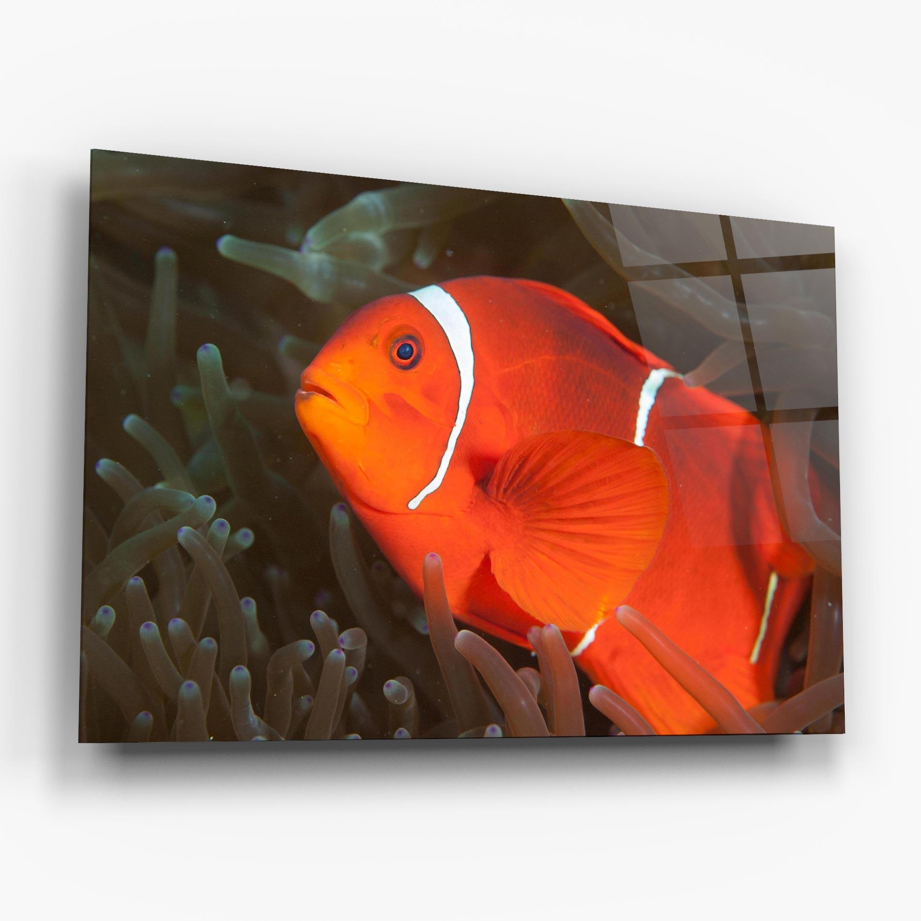 Glasbild Nemo Clownfish mockup 6