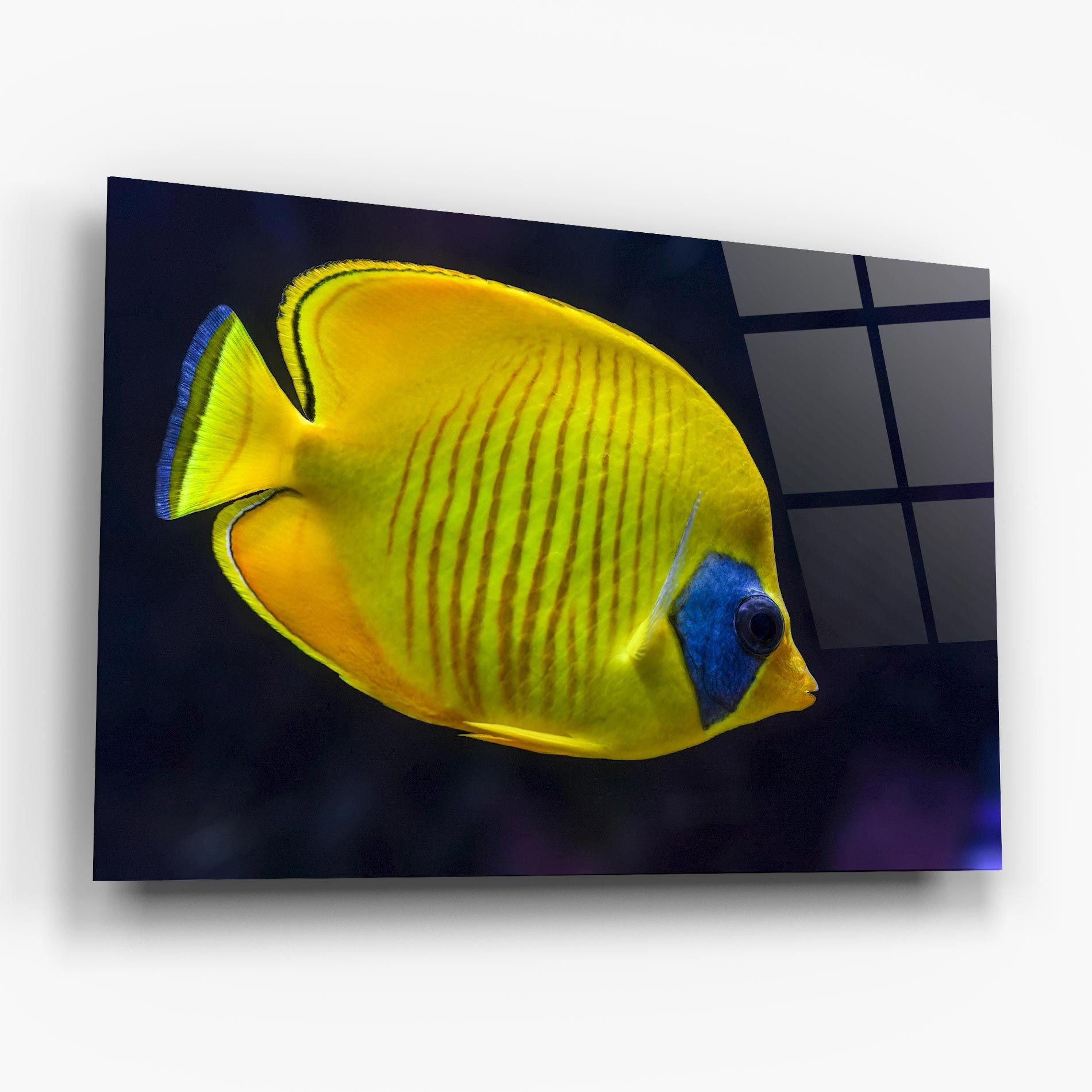 Yellow Blue Fish mockup 6