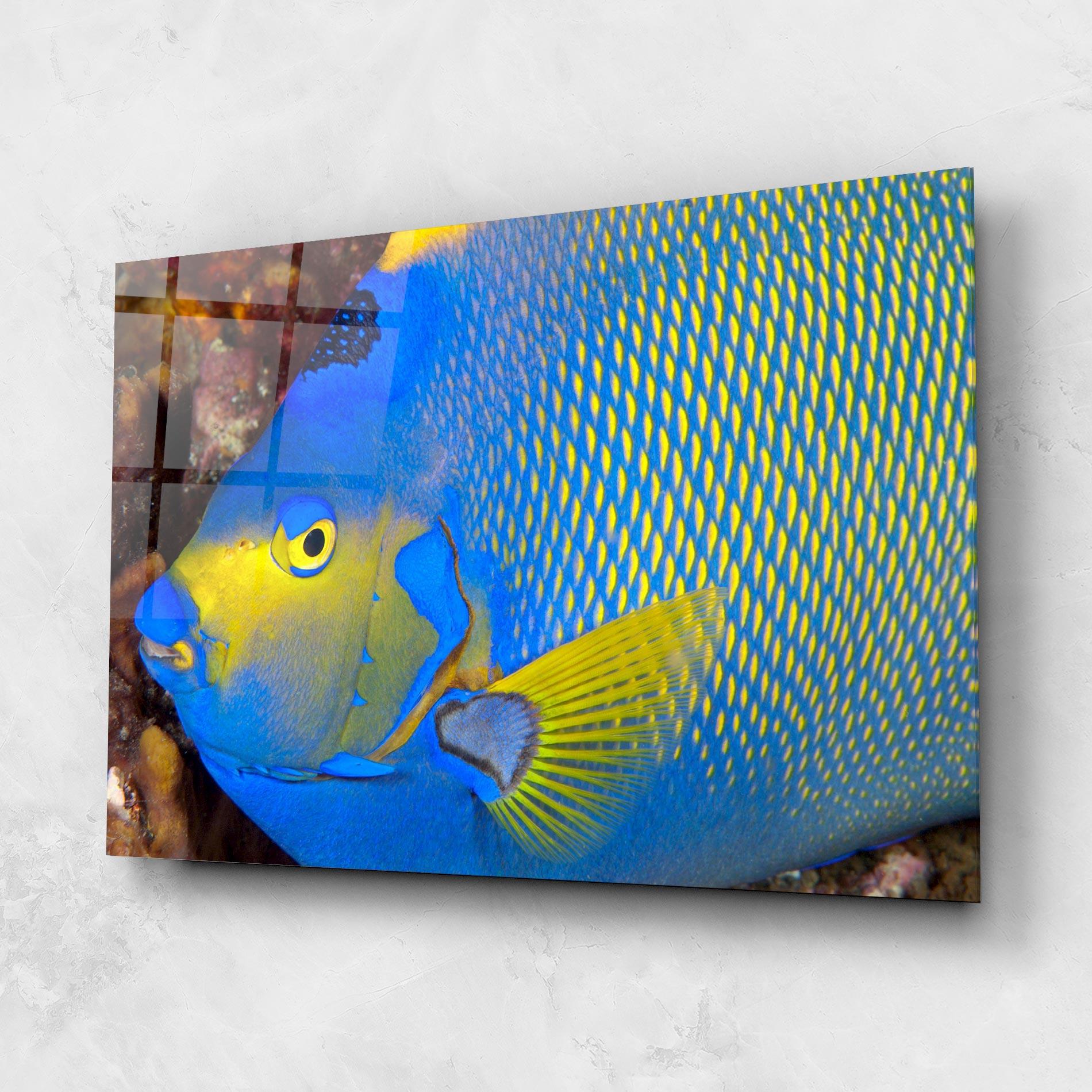 Glasbild Blue Yellow Fish mockup 1