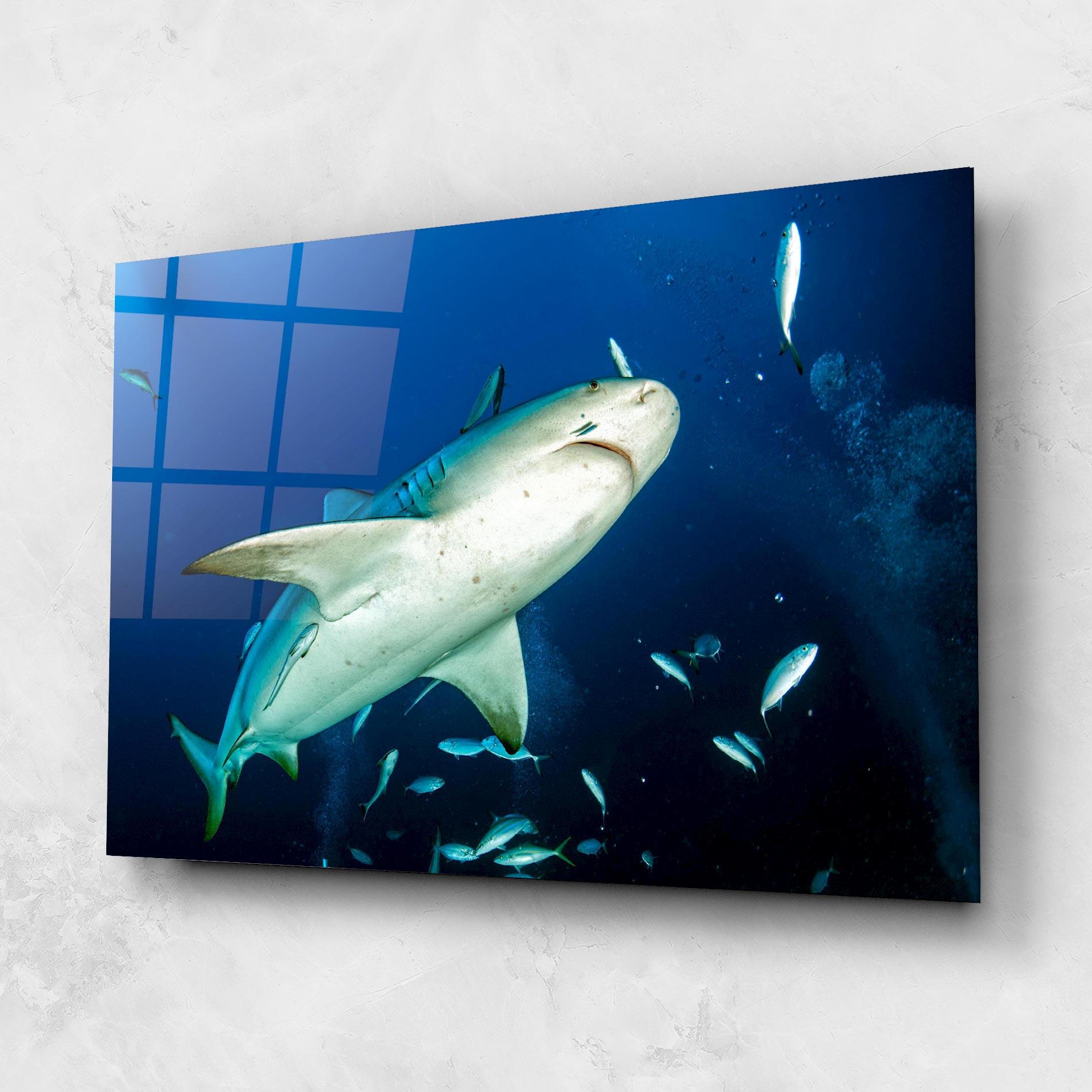 Glasbild Bull Shark mockup 1