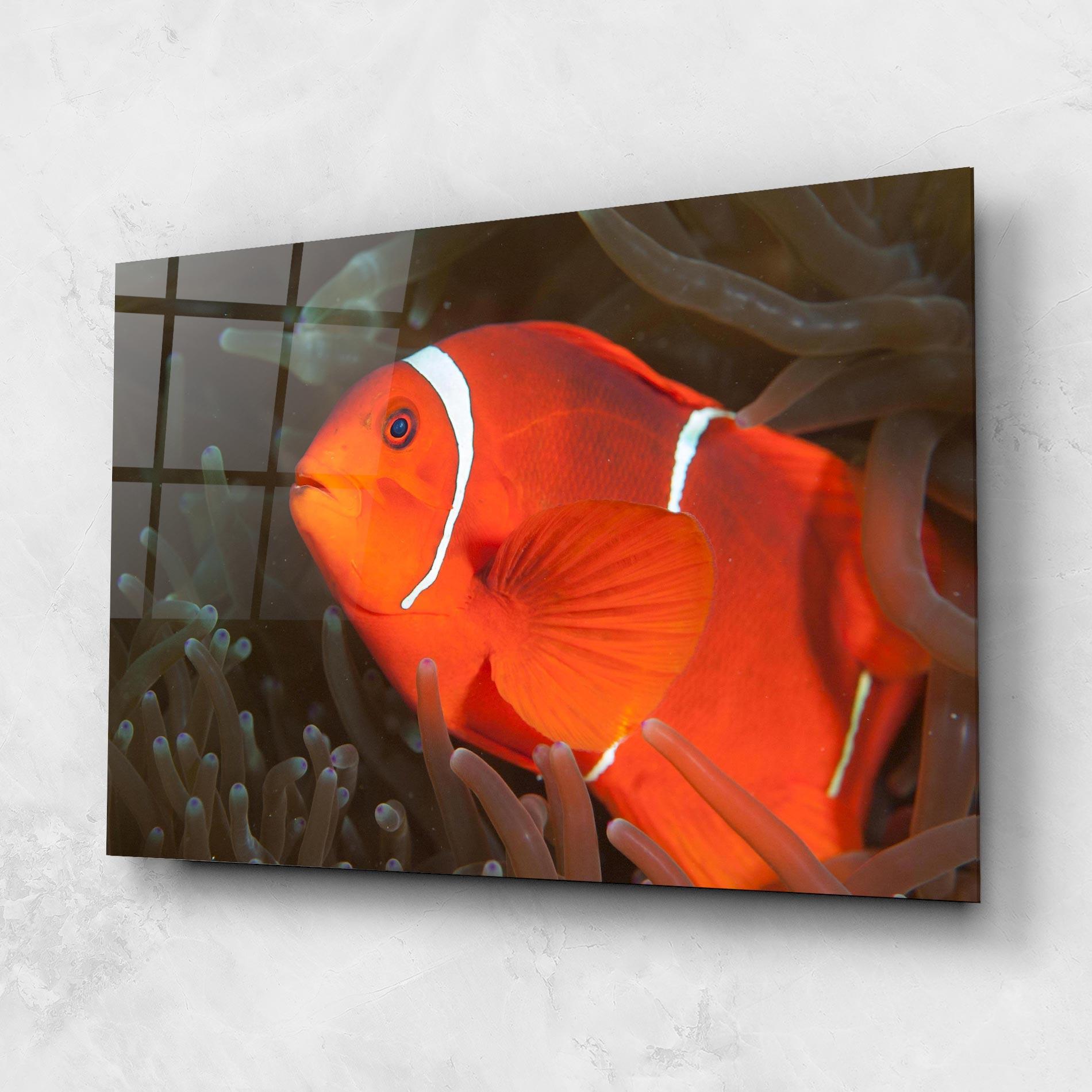Glasbild Nemo Clownfish mockup 1