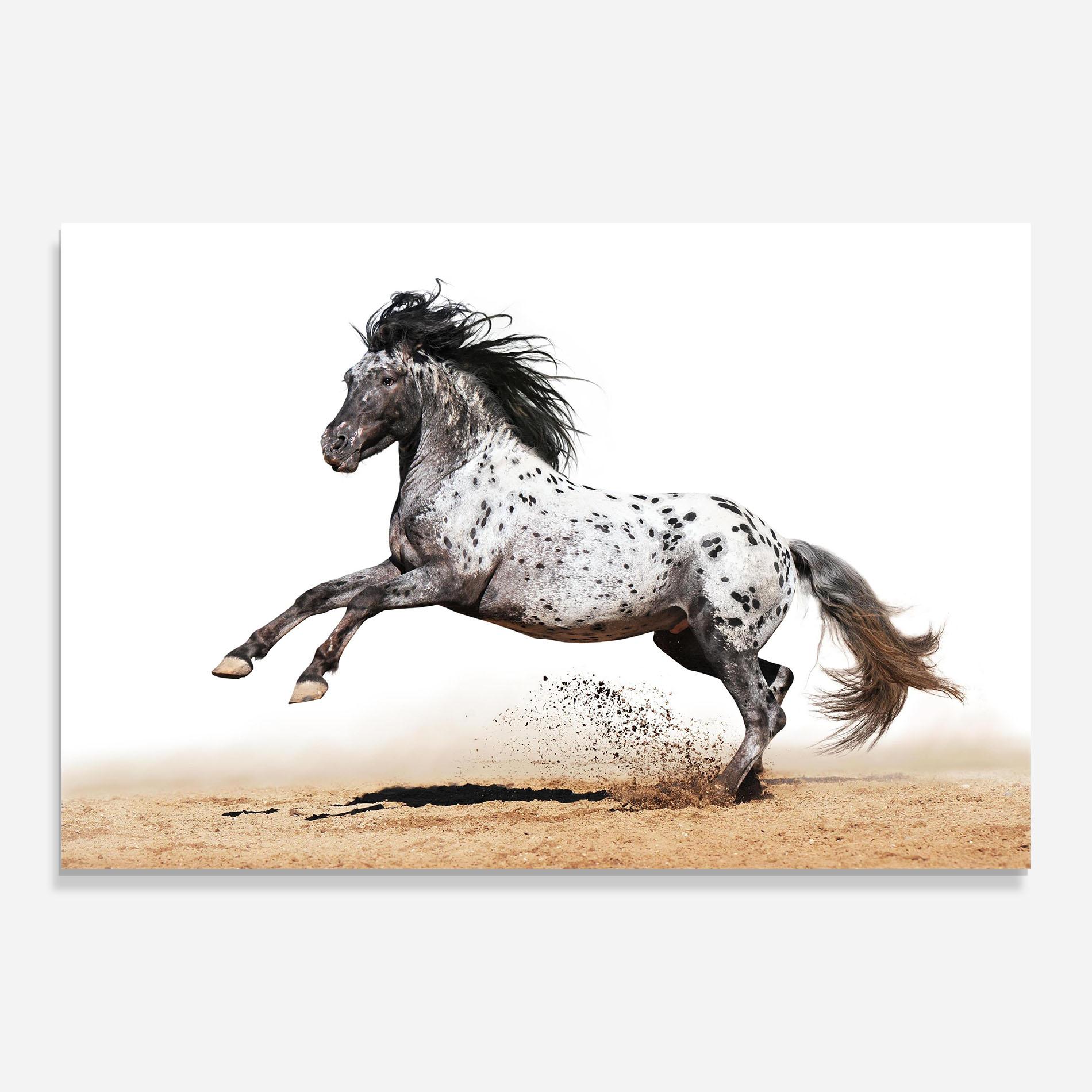 Glasbild Appaloosa Horse Running mockup 0