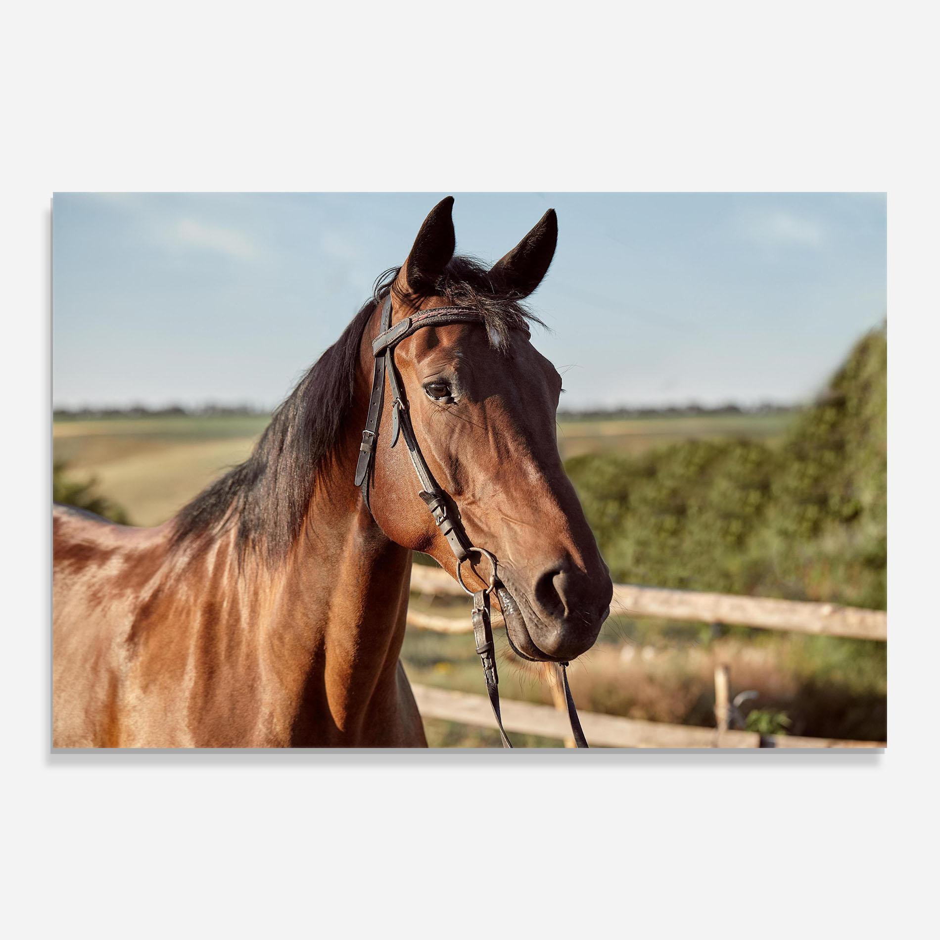 Glasbild Brown Horse Close Up mockup 0