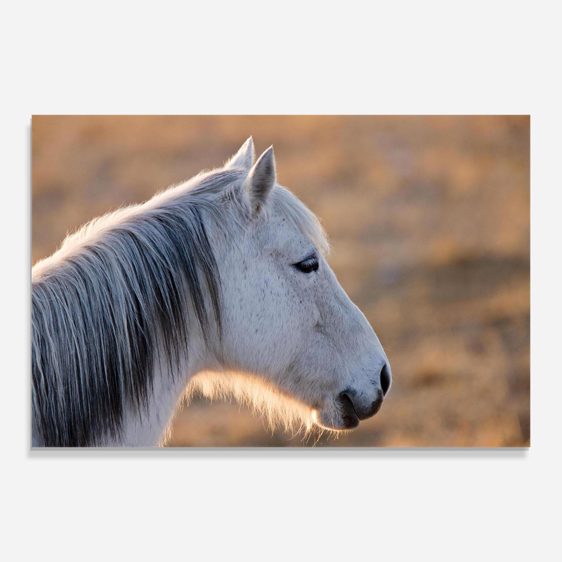 Glasbild Light Gray Horse Looking mockup 0