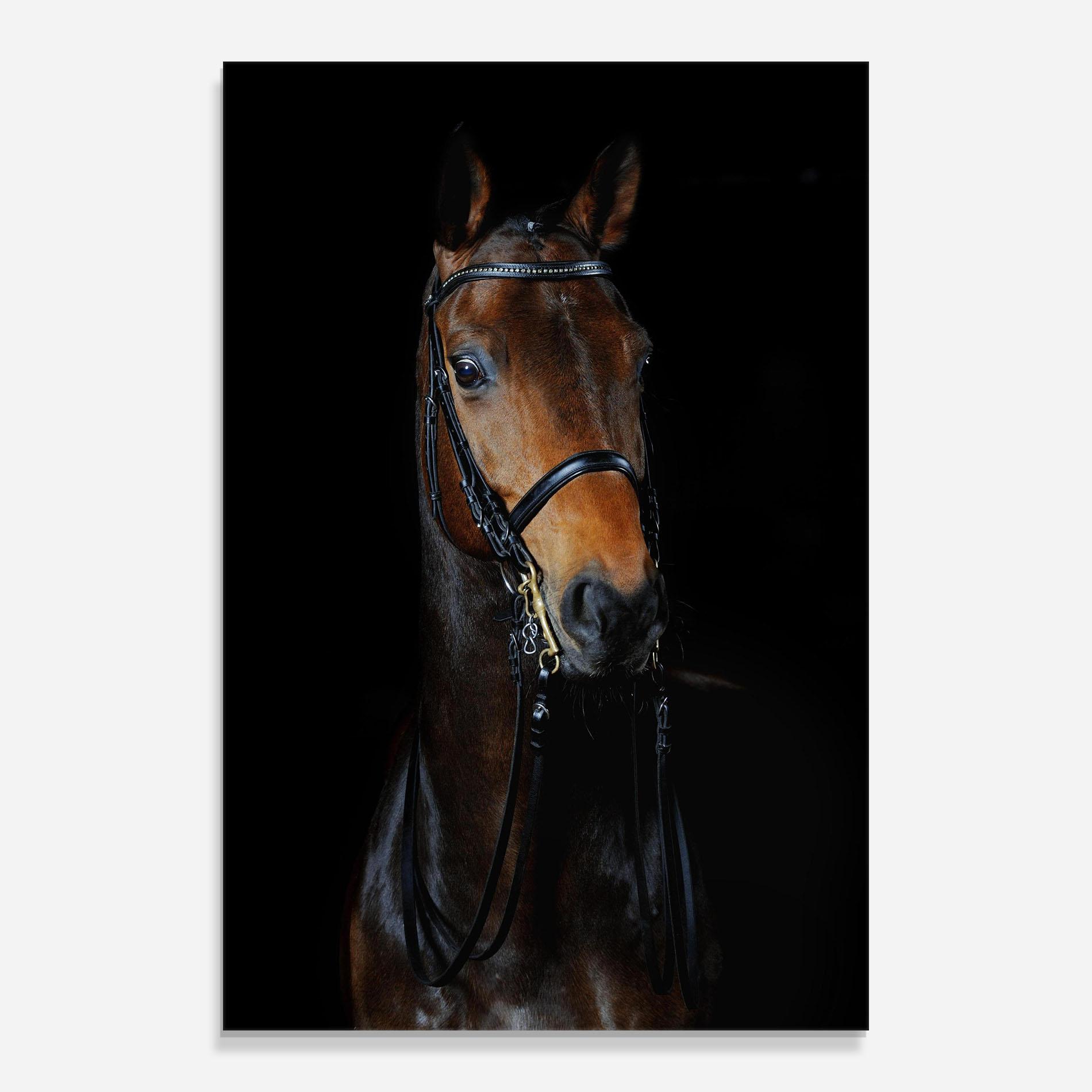 Glasbild Brown Horse On Black mockup 0