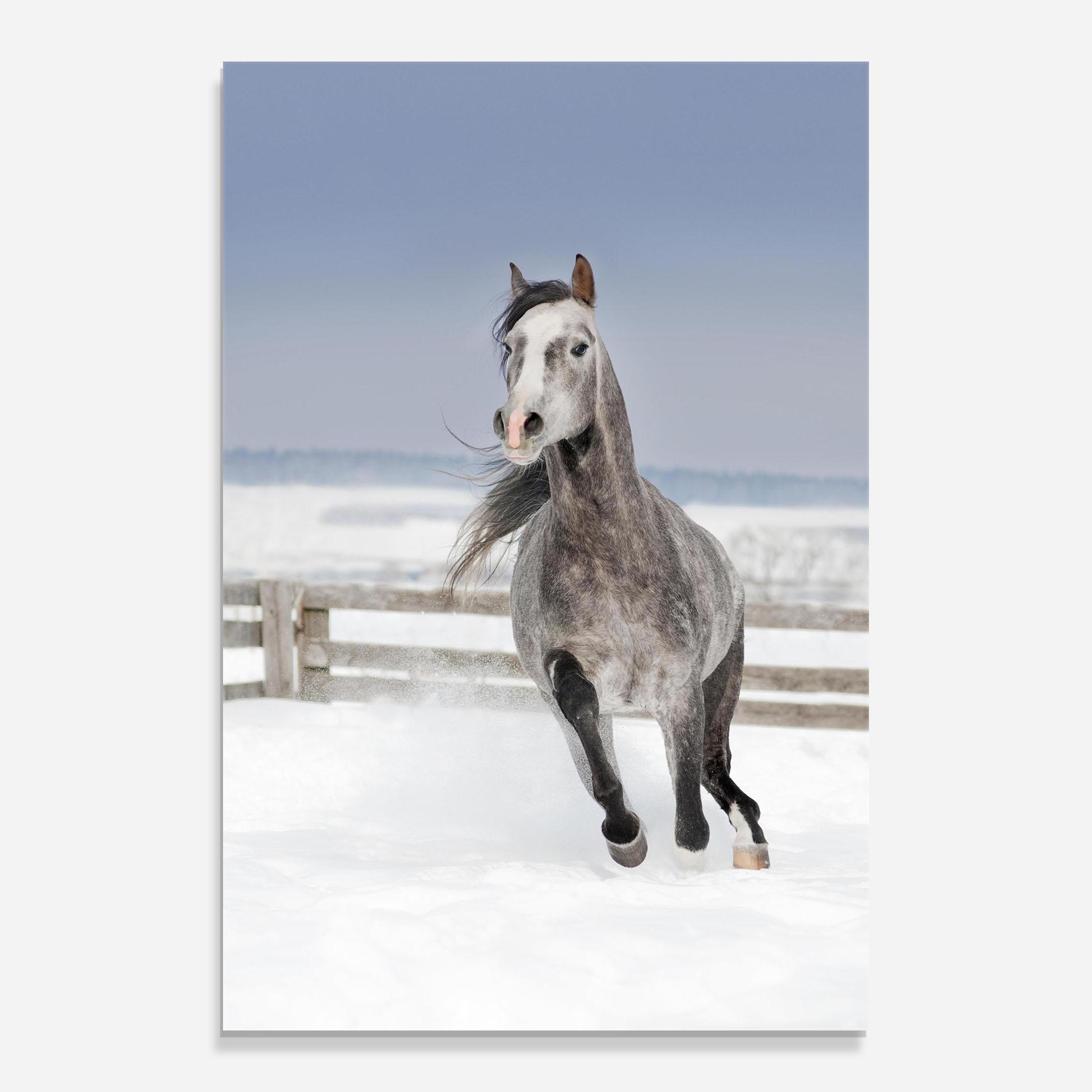 Glasbild Horse Running Free mockup 0