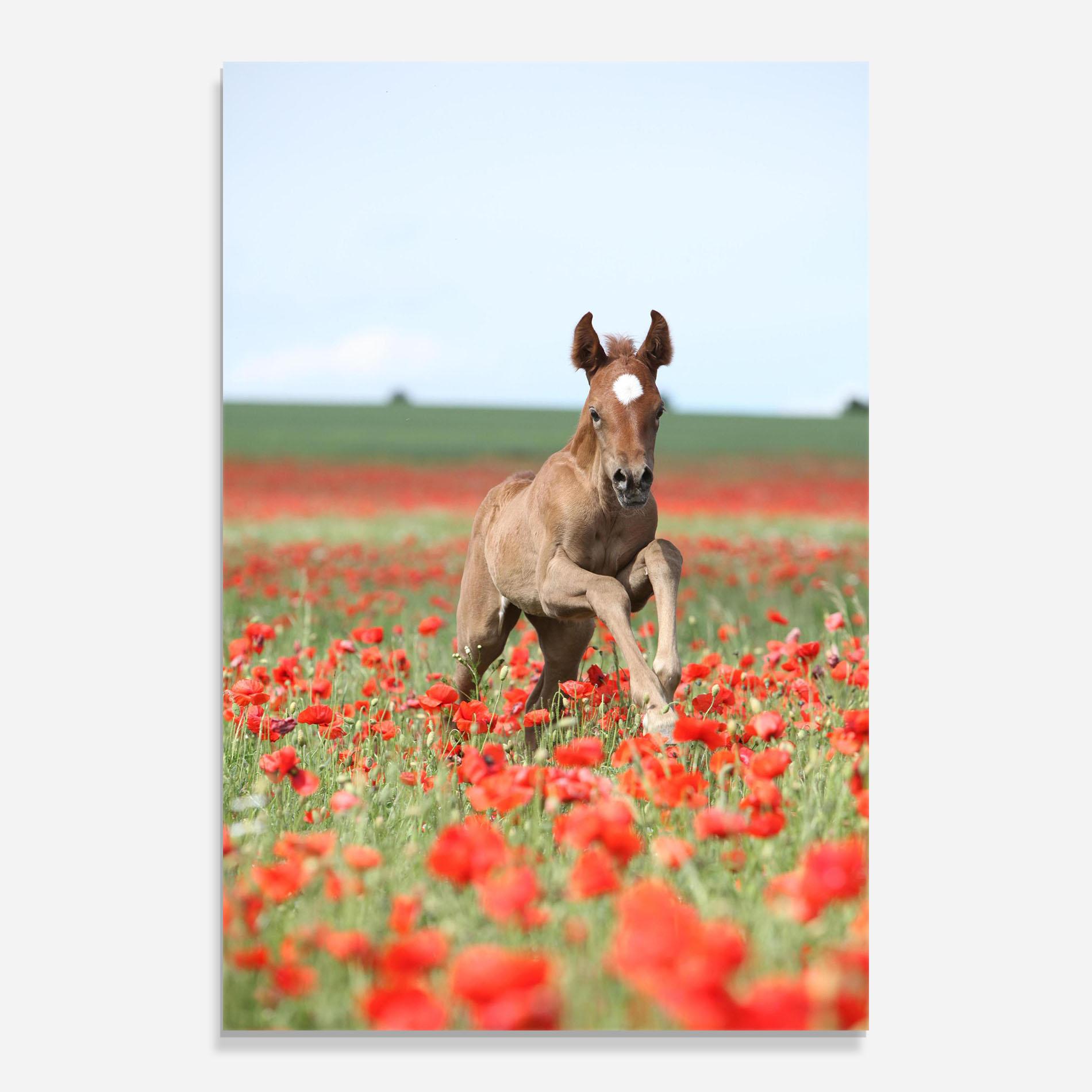 Glasbild Red Flowers Horse mockup 0