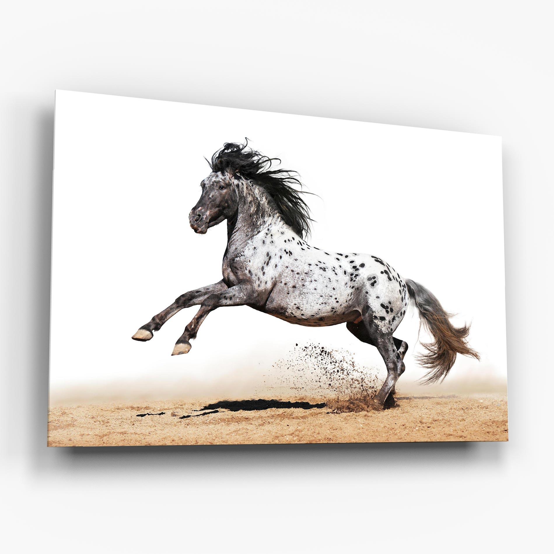 Glasbild Appaloosa Horse Running mockup 6
