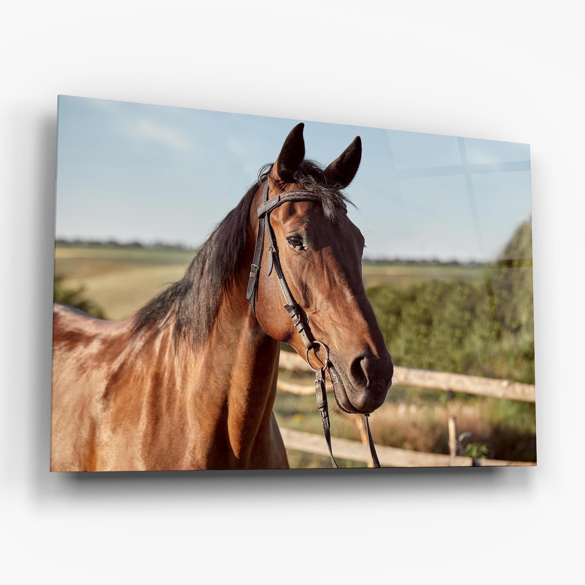 Glasbild Brown Horse Close Up mockup 6