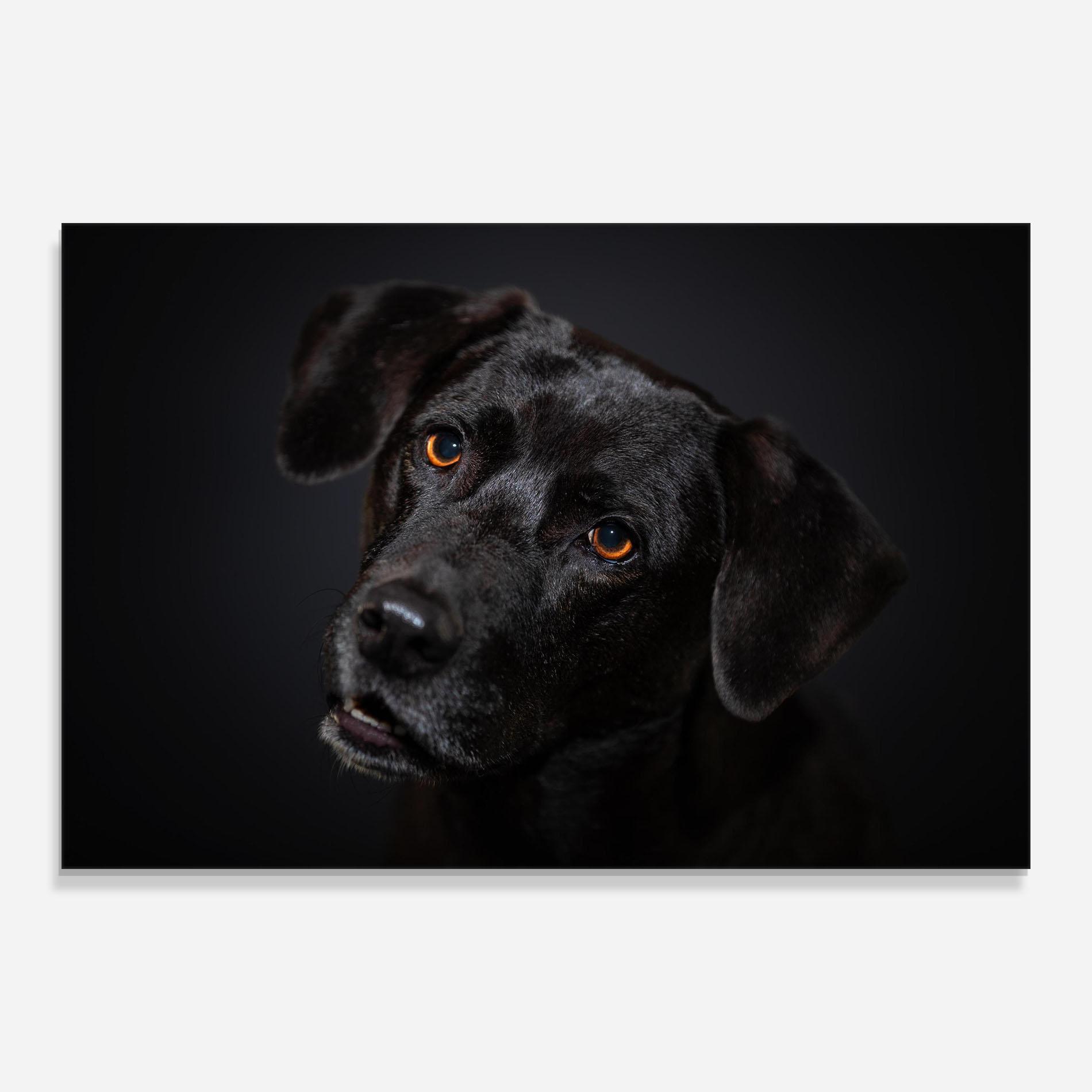 Glasbild Black Dog Portrait mockup 0