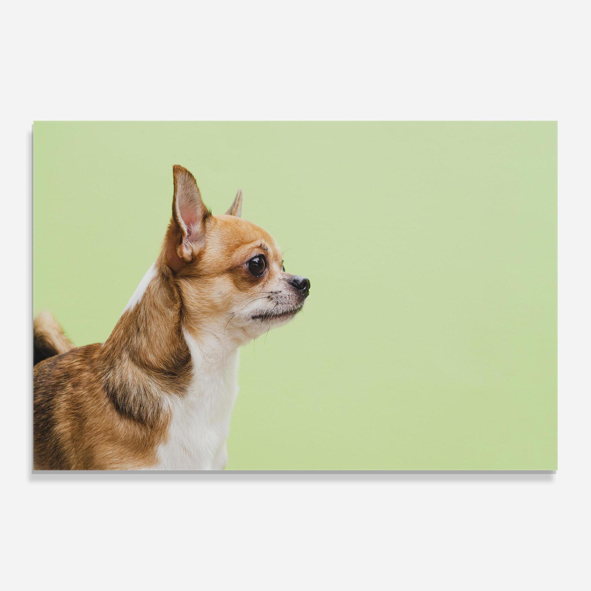 Glasbild Chihuahua Dog mockup 0