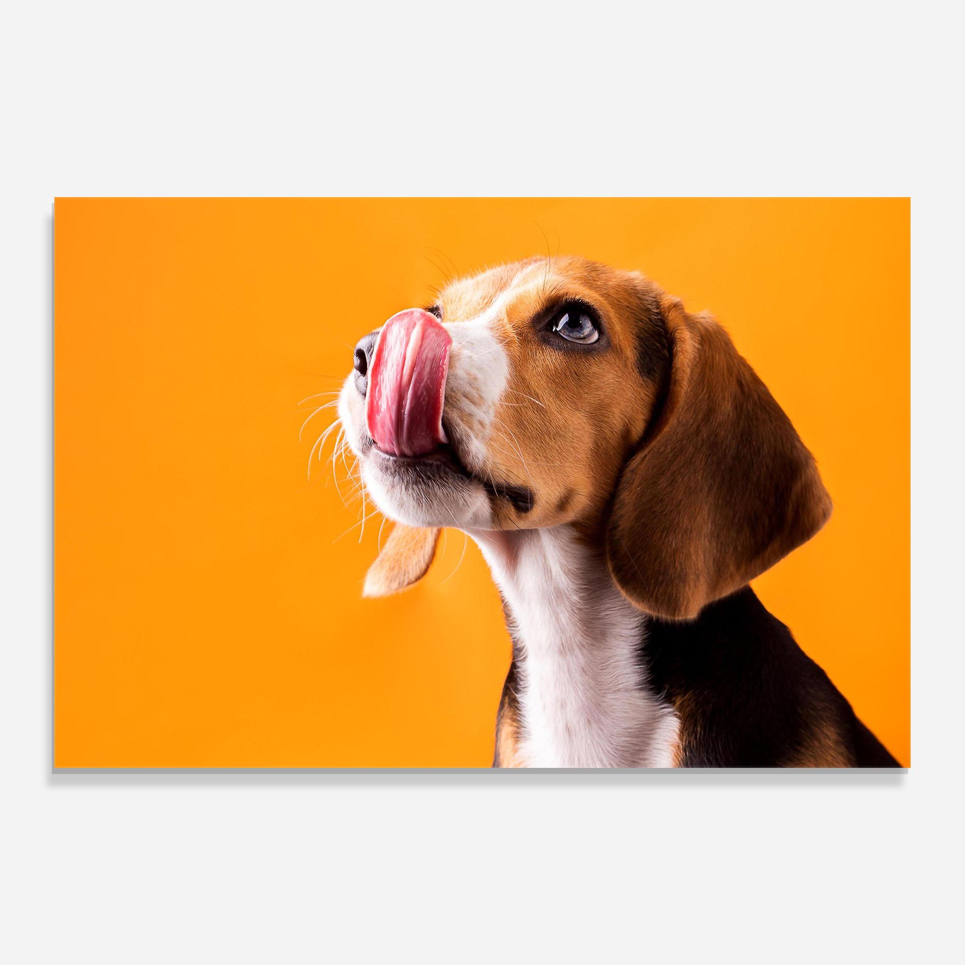 Glasbild Cute Beagle Puppy mockup 0